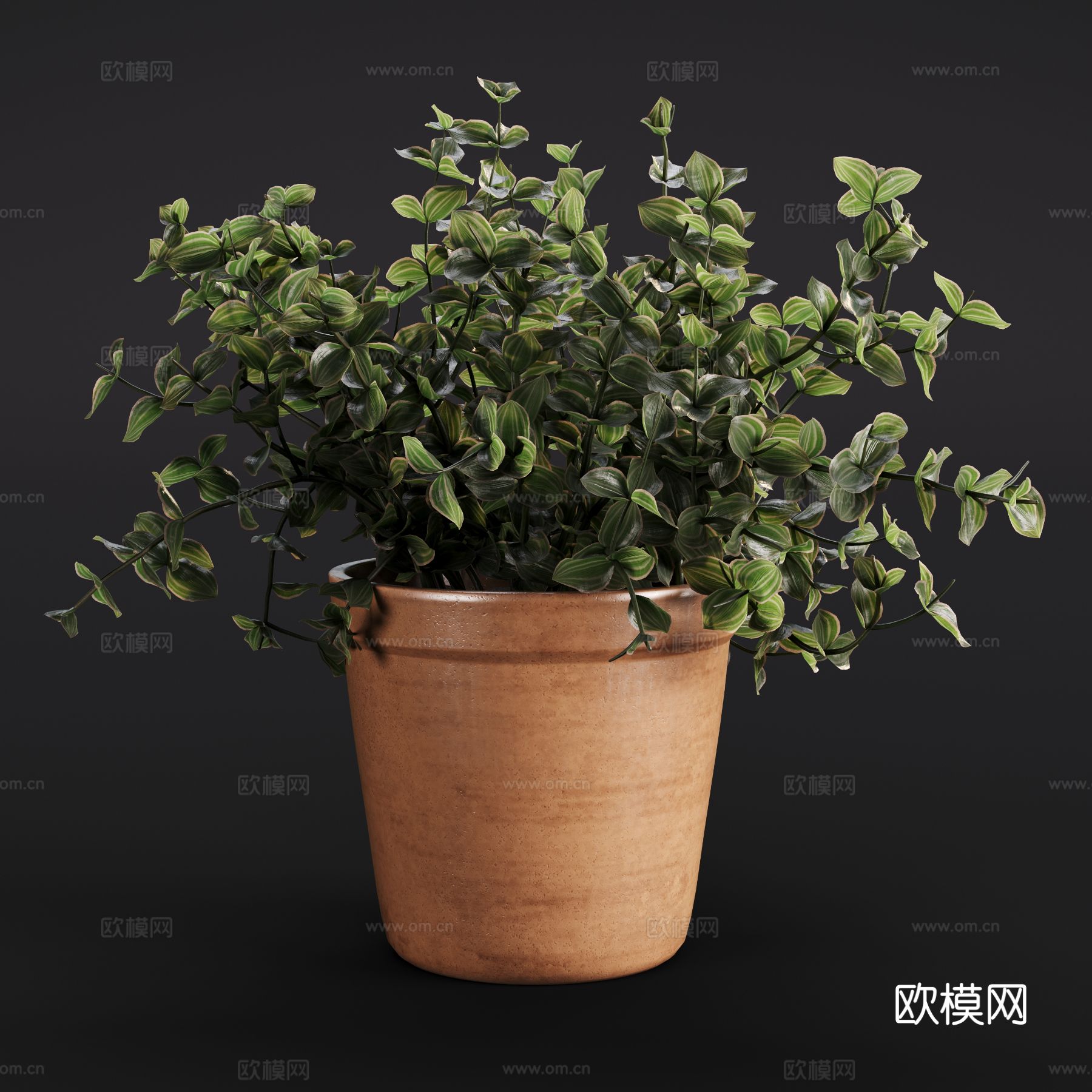 现代锦竹草 绿植盆栽 室内绿植3d模型