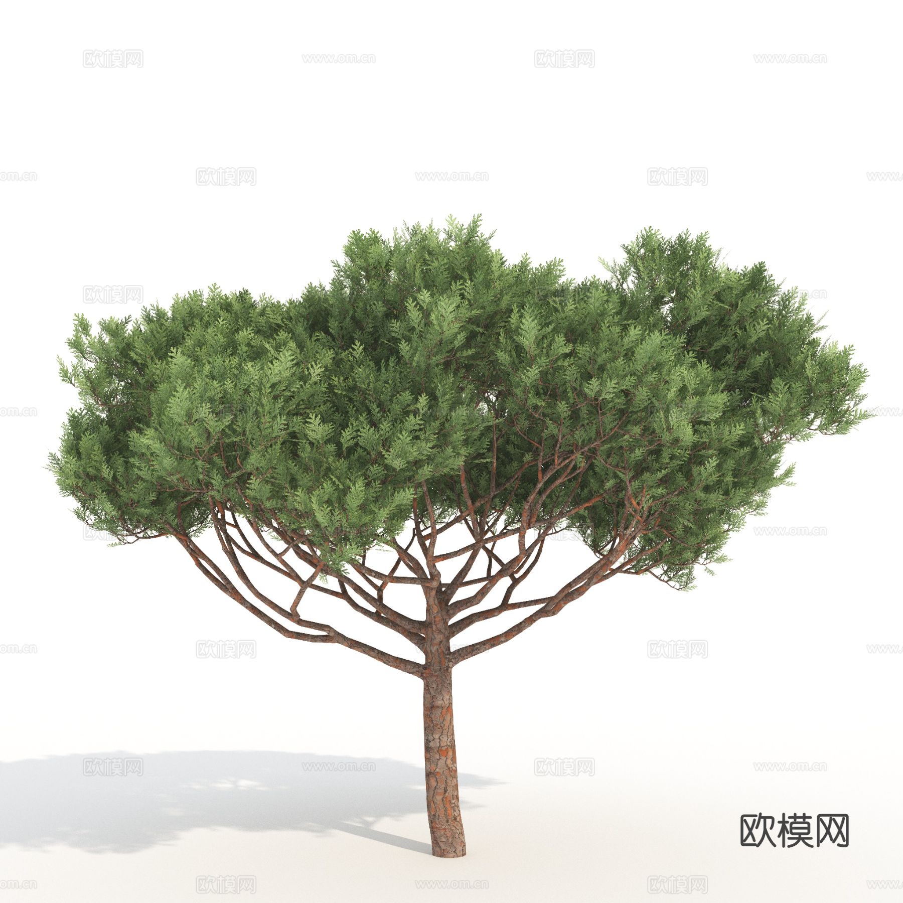 树木 景观树 植物3d模型