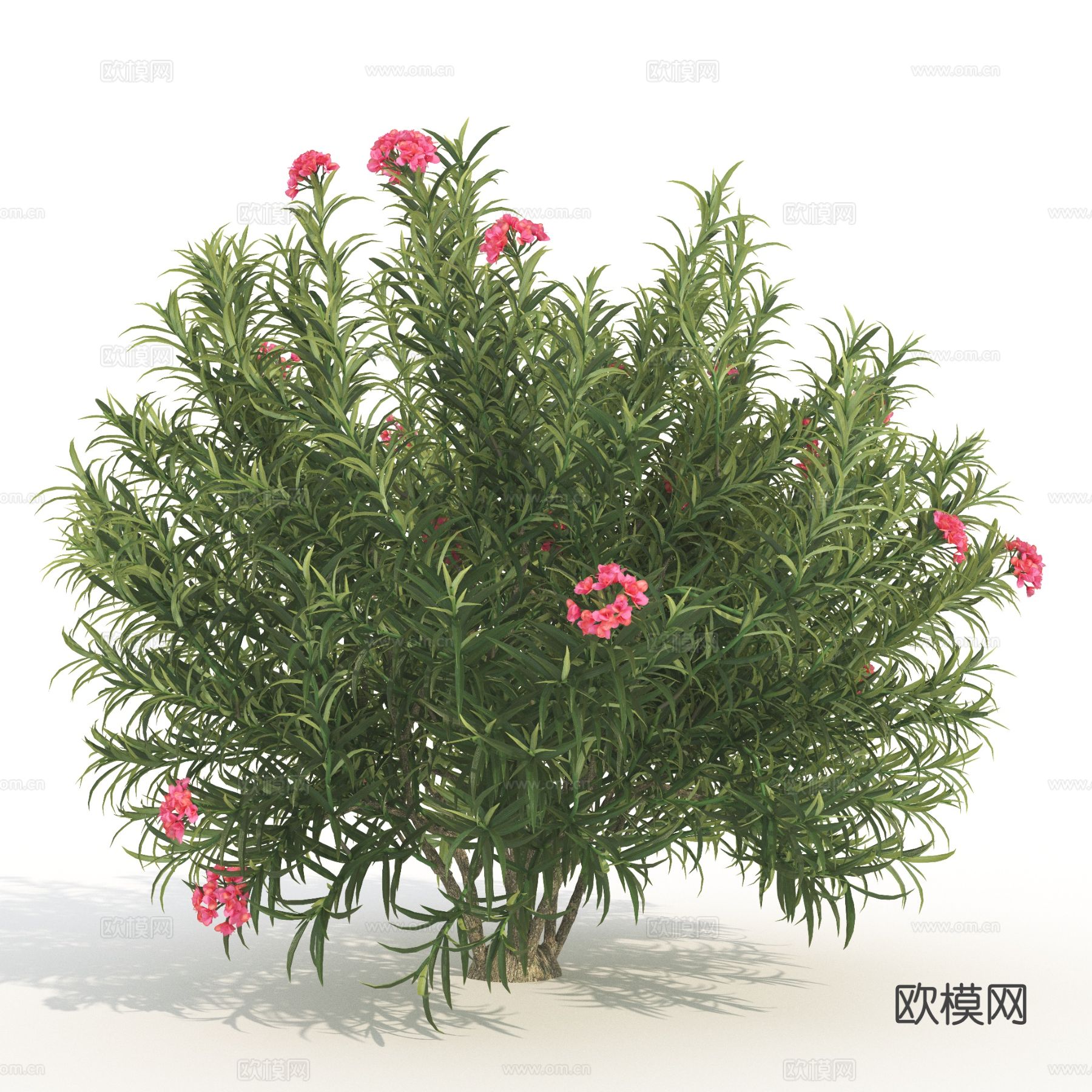 树木 花树 景观树 植物3d模型