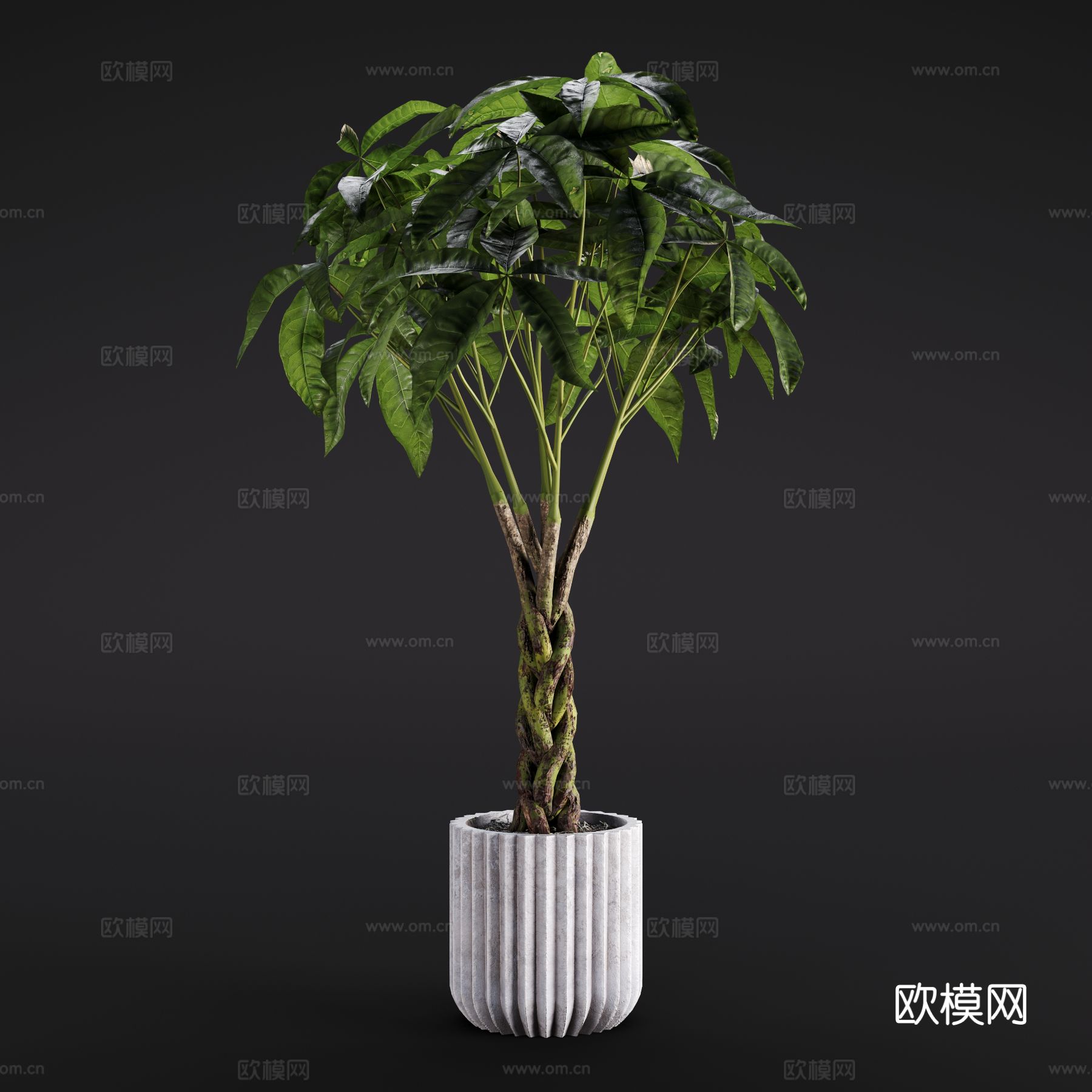 现代发财树 绿植盆栽 室内绿植3d模型