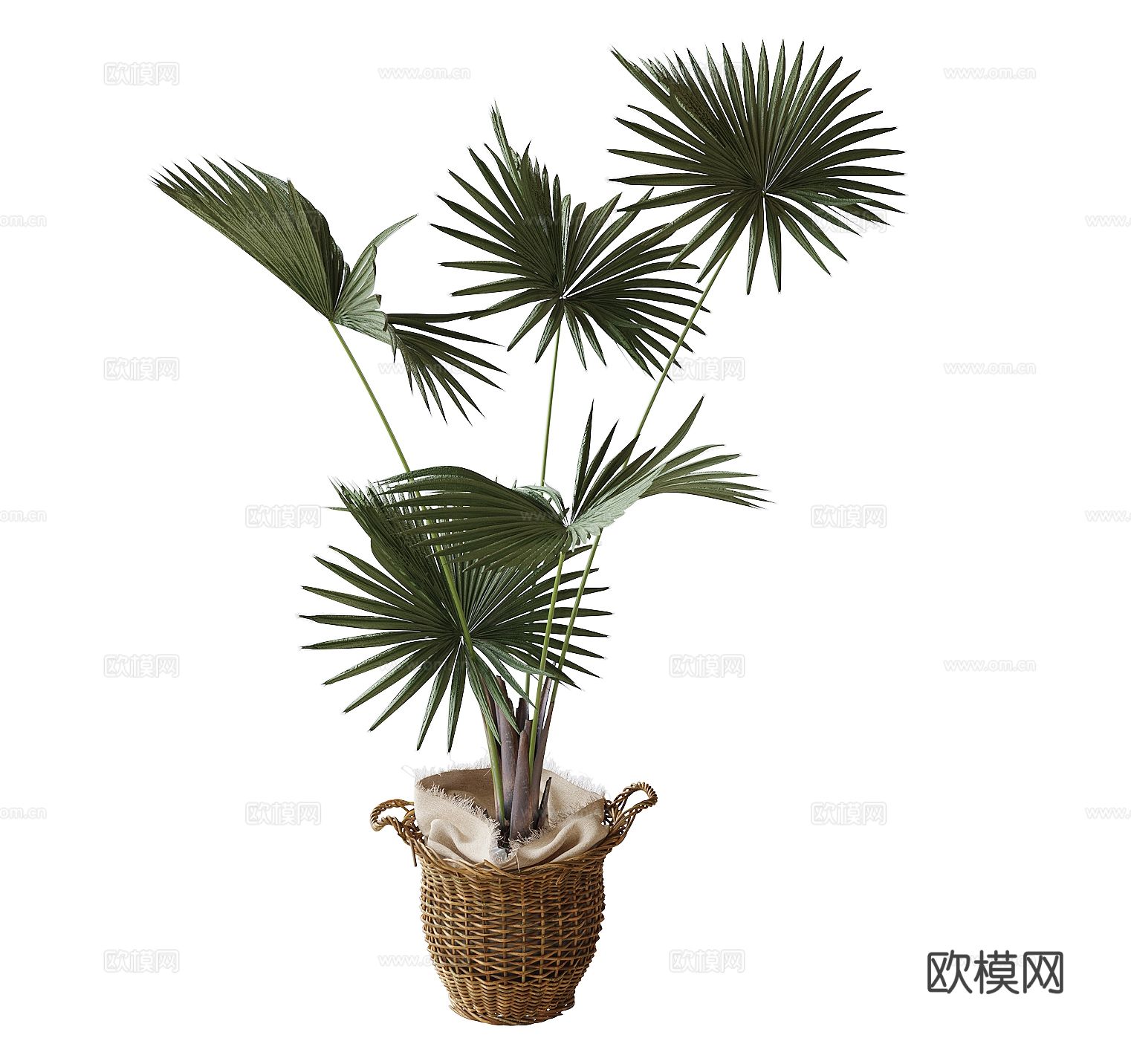 植物盆栽 苏铁 绿植3d模型