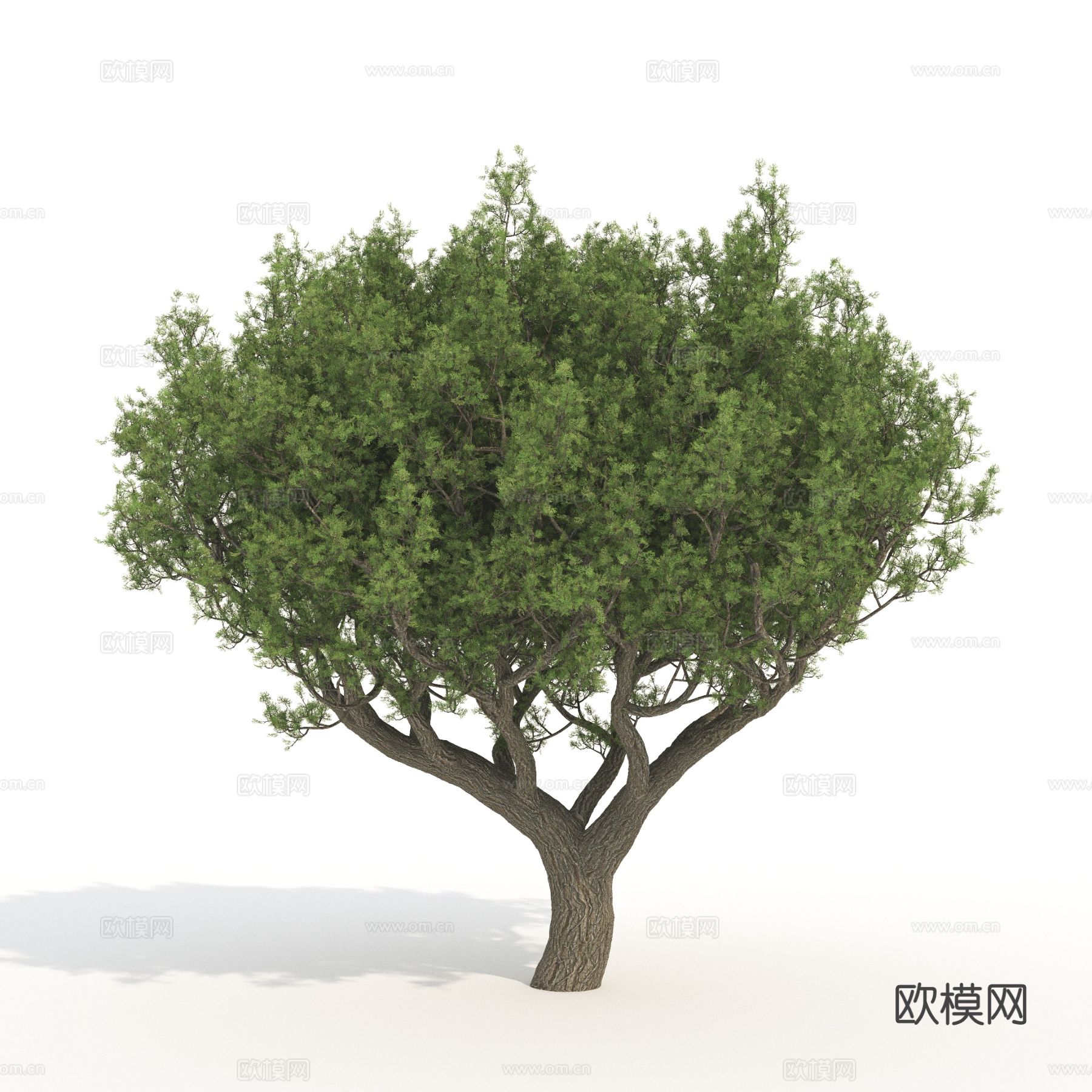 树木 景观树 植物3d模型