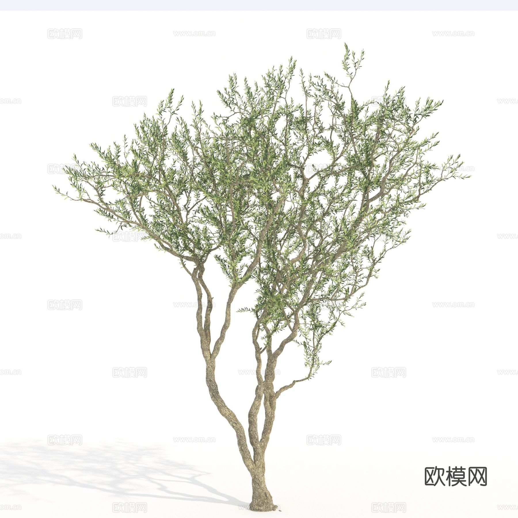 树木 景观树 植物 乔木3d模型