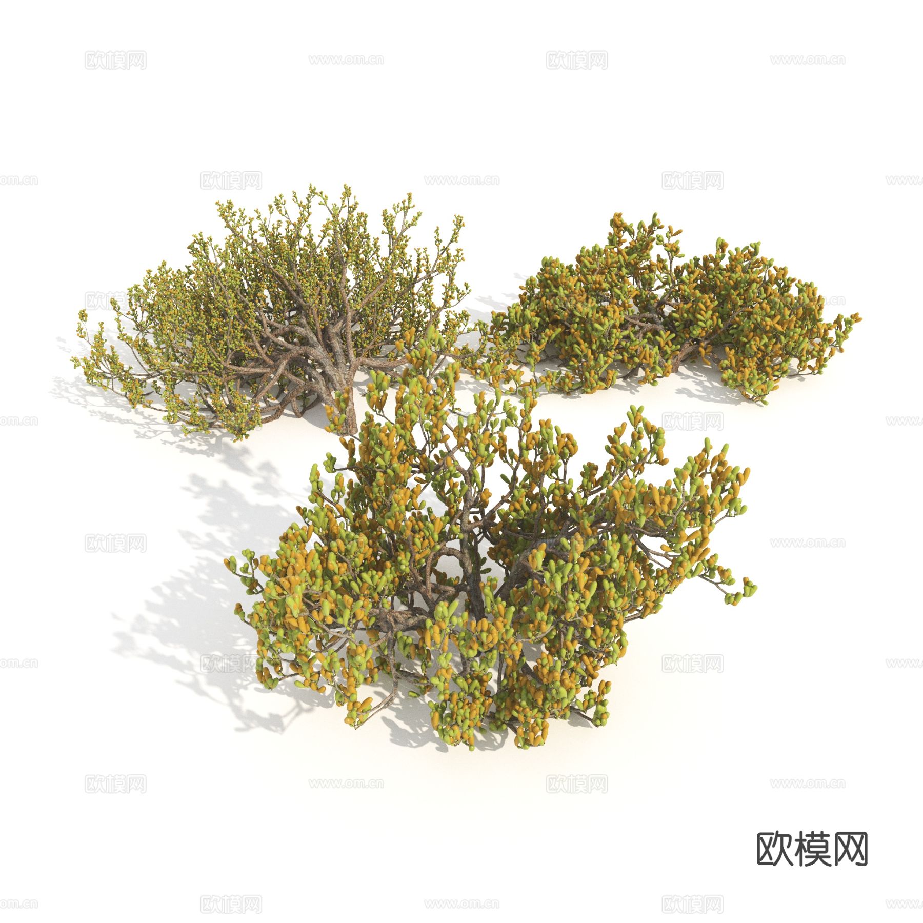 植物 绿植 灌木 花草3d模型