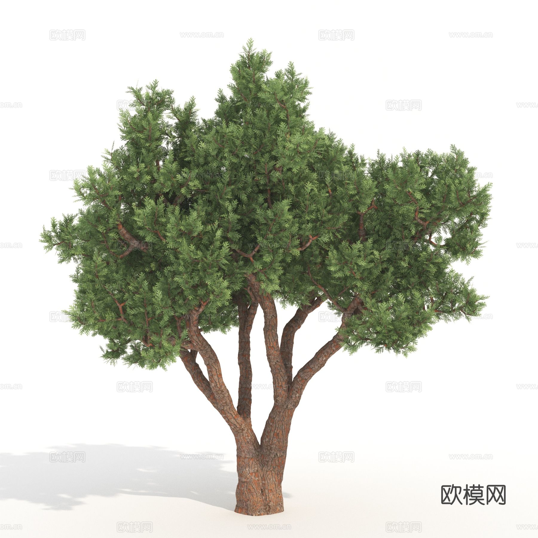 树木 景观树 植物3d模型