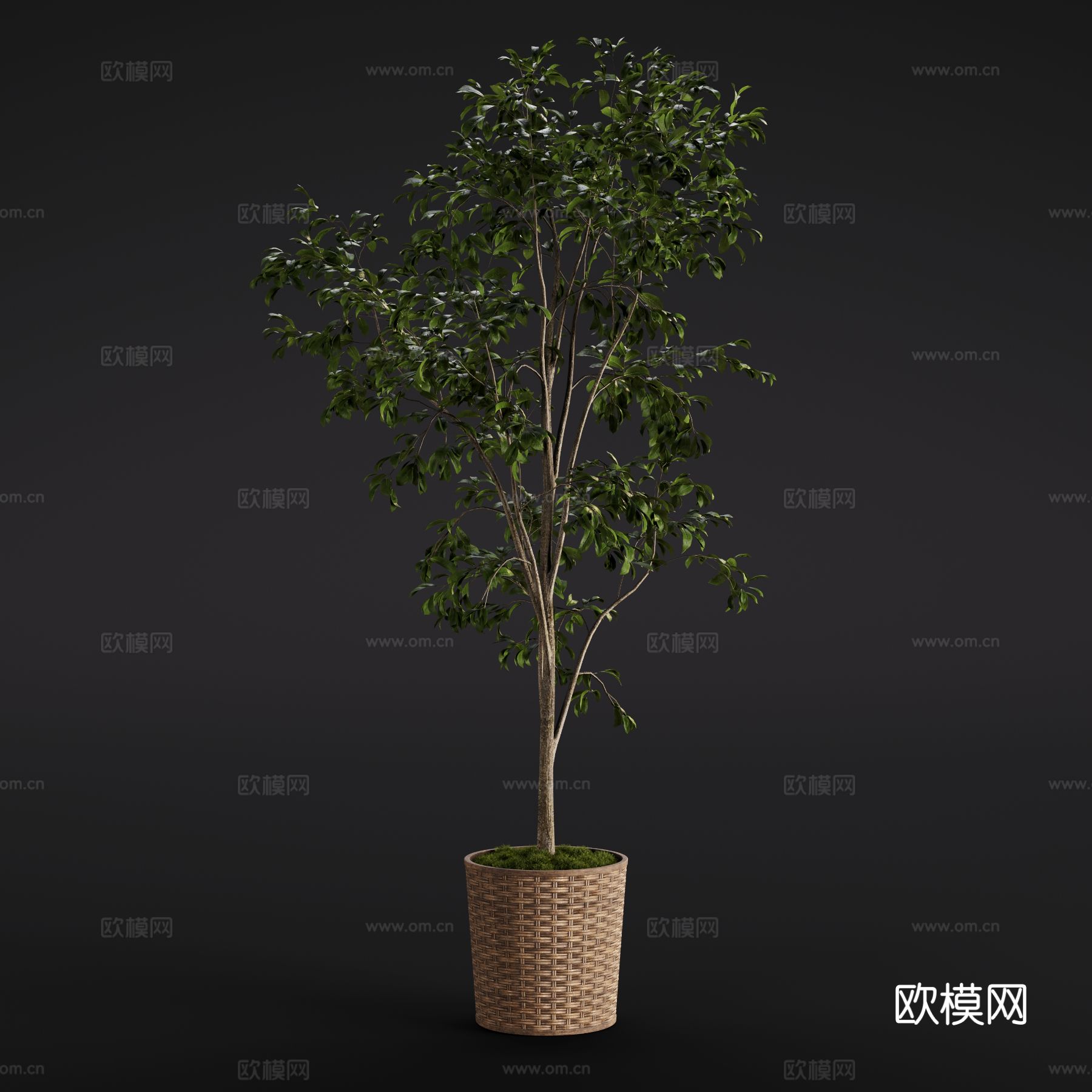 现代水苏 绿植盆栽 室内绿植3d模型