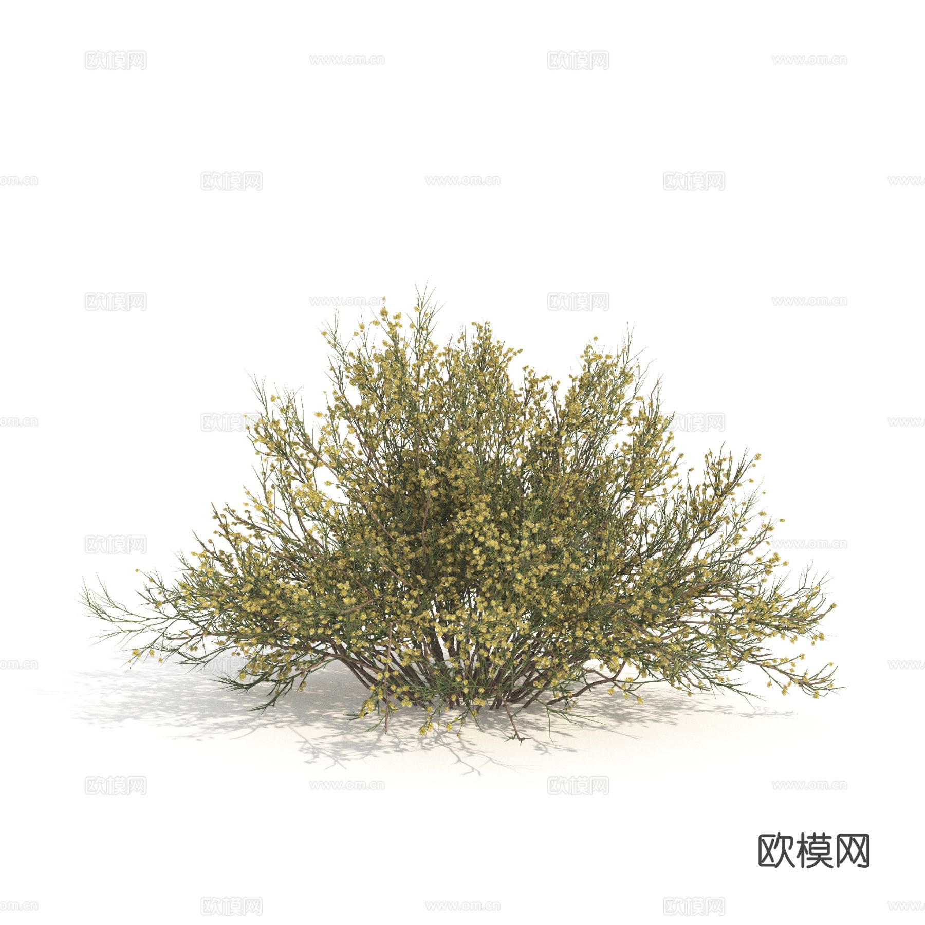 植物 绿植 灌木 花草3d模型