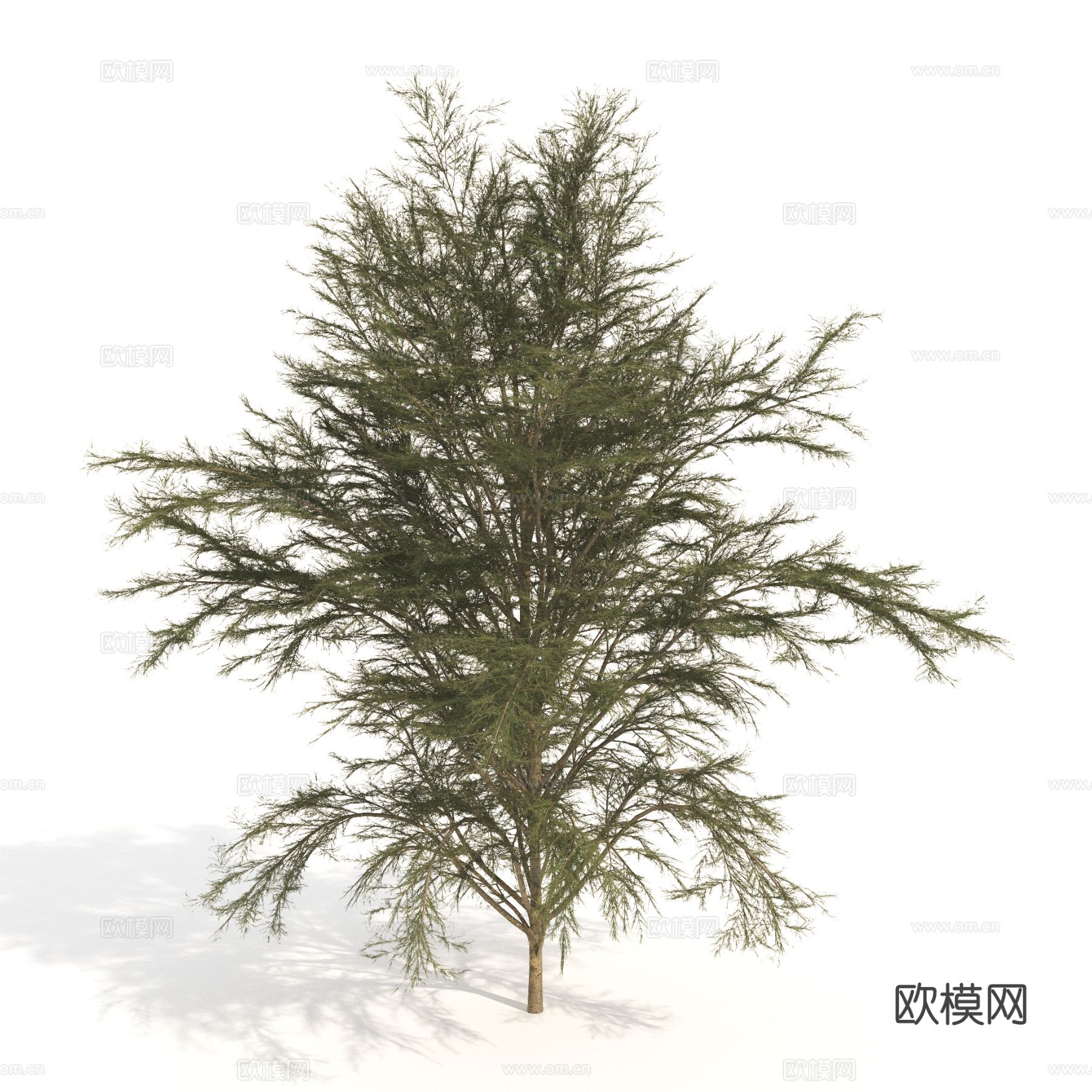 植物 绿植 灌木 矮树 景观树3d模型