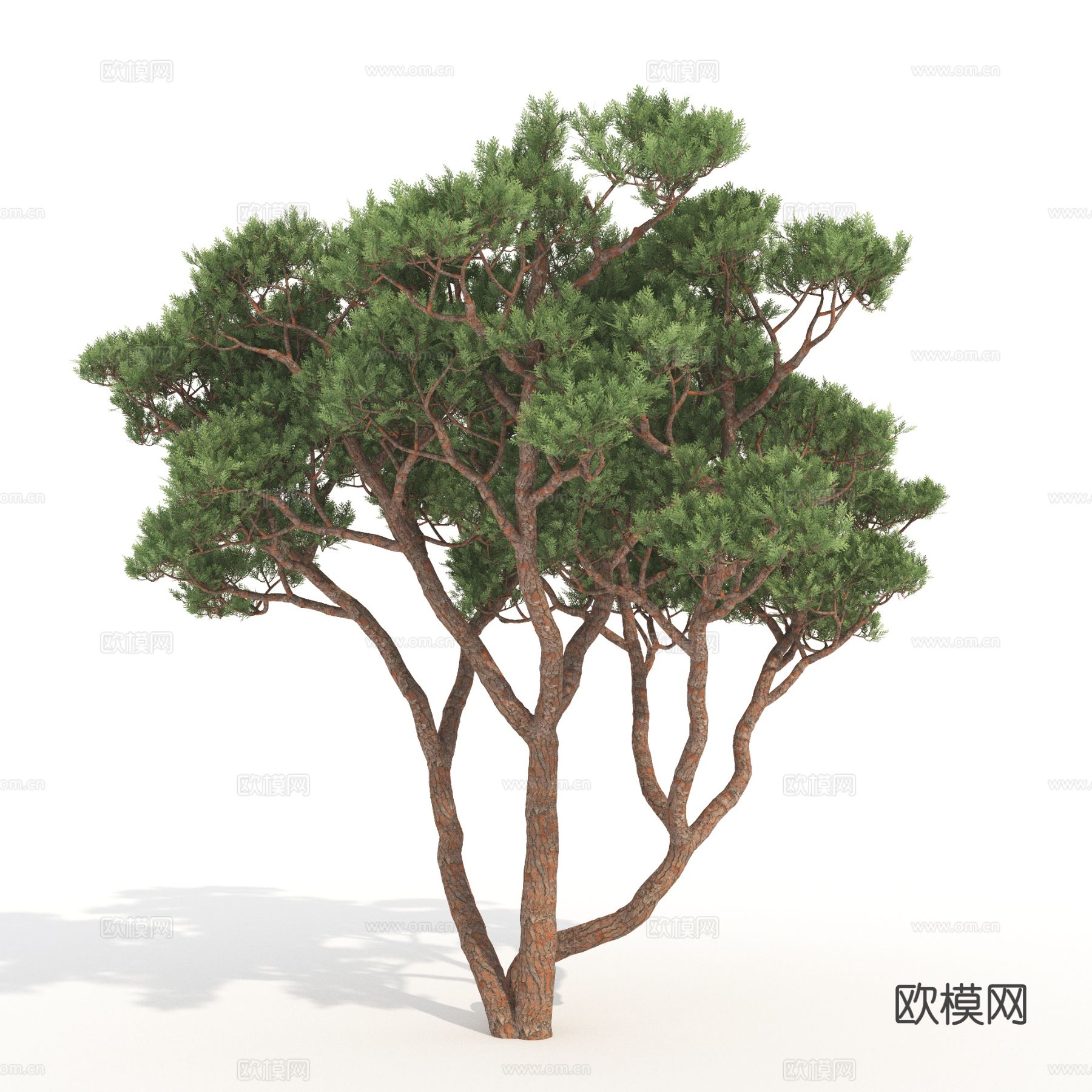 树木 景观树 植物3d模型