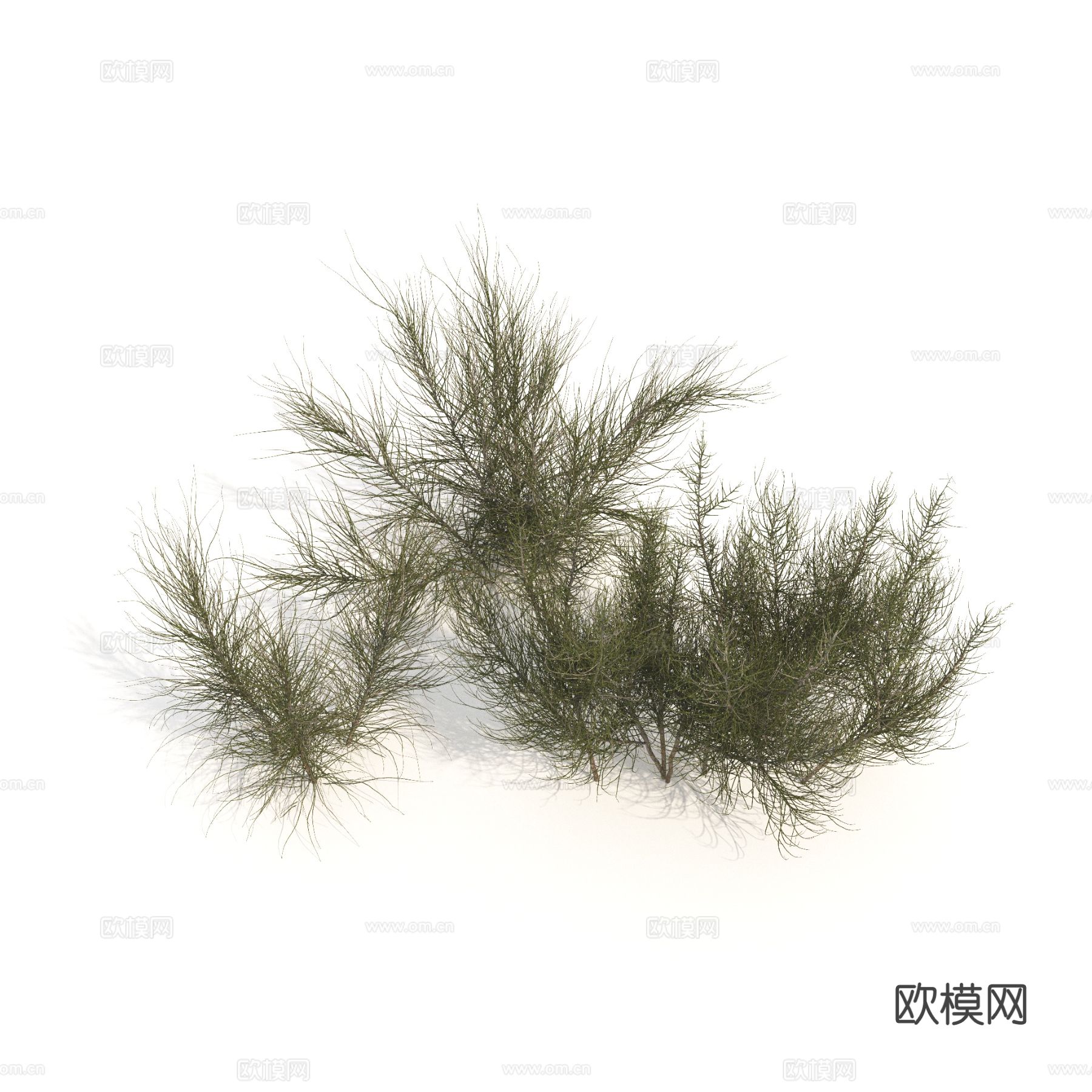 植物 绿植 灌木 花草3d模型