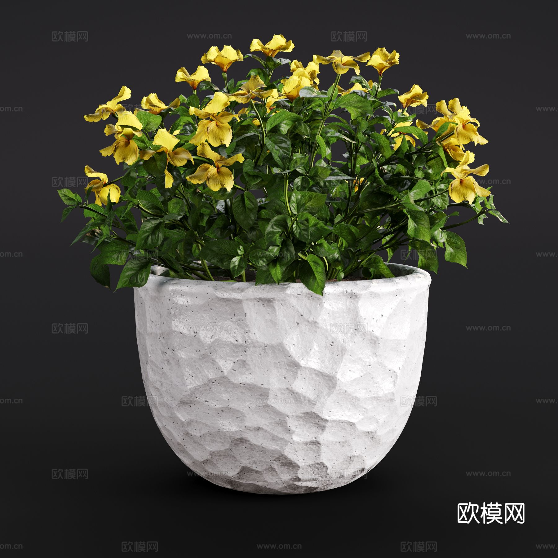 现代木槿花 绿植盆栽 室内绿植3d模型