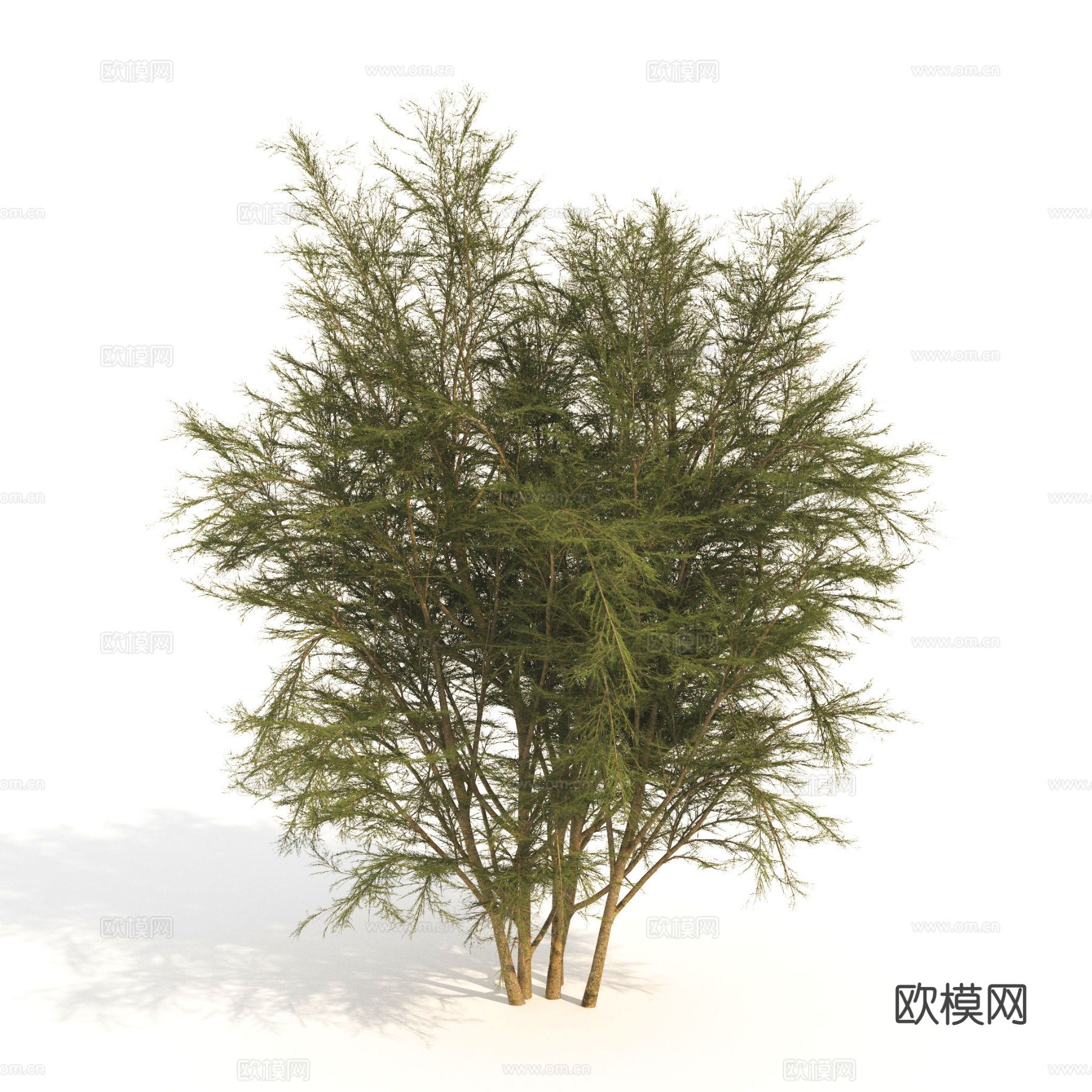 植物 绿植 灌木 矮树 景观树3d模型