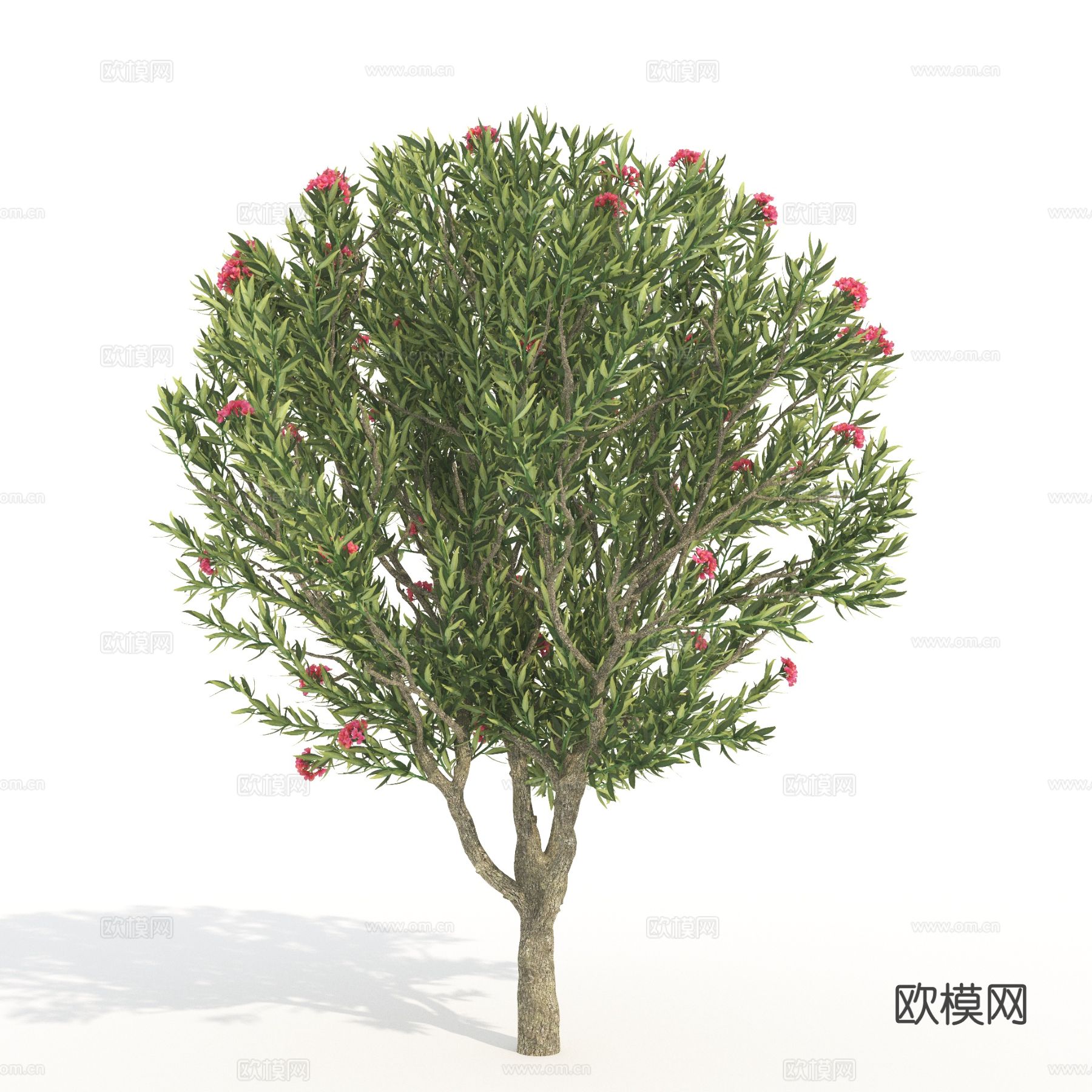 大树 植物 花树 景观树3d模型