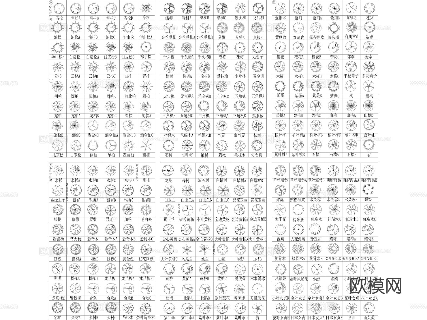 2025年超全园林植物 苗木表苗木图例CAD图库