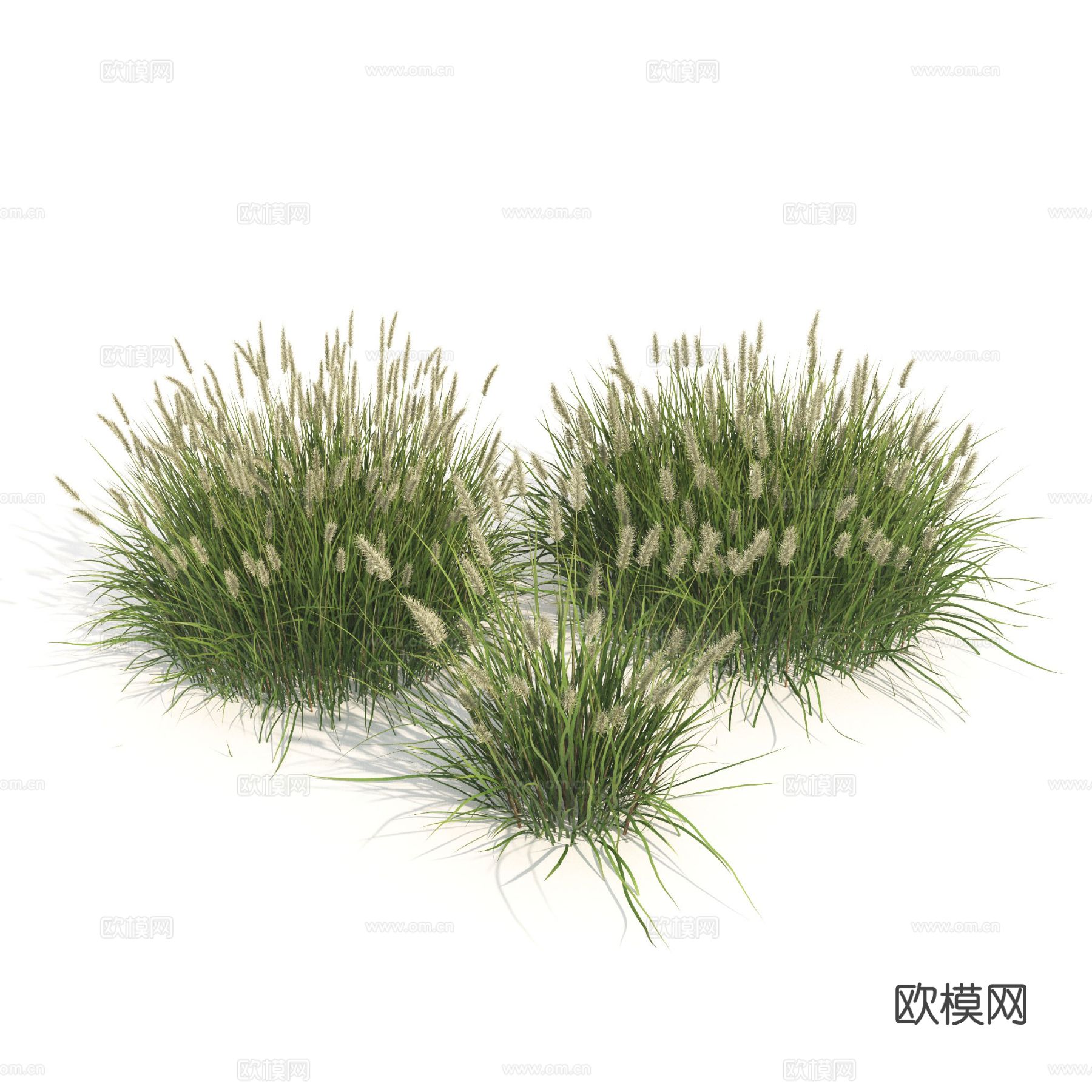 植物 绿植 灌木 花草 茅草3d模型