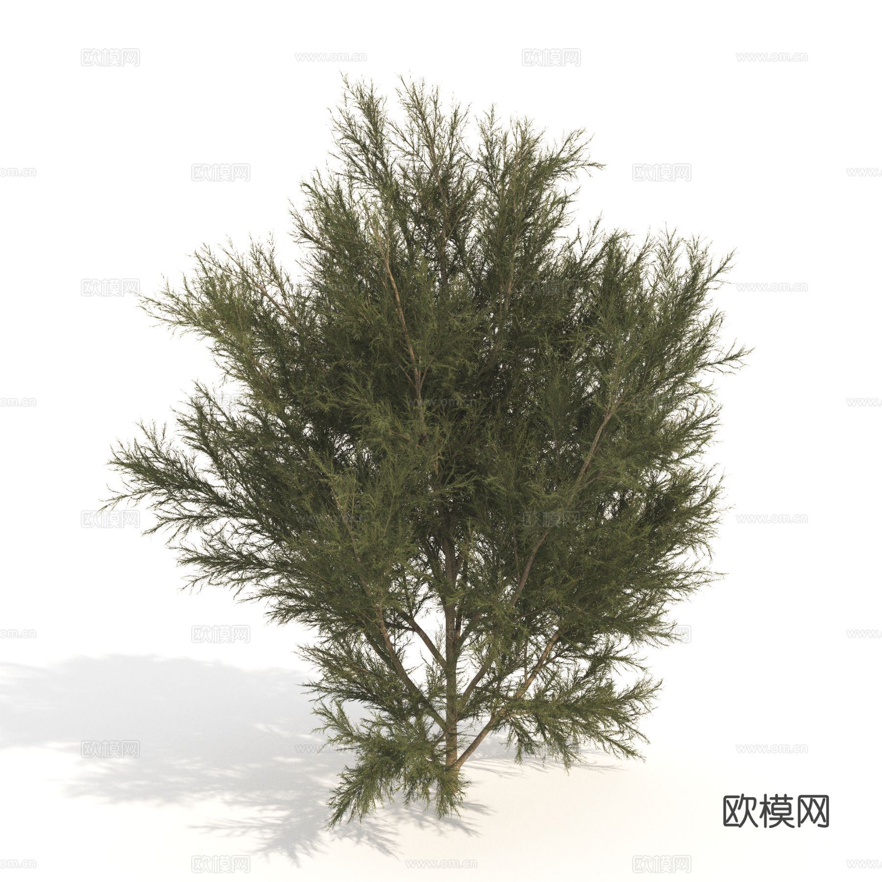 植物 绿植 灌木 矮树 景观树3d模型