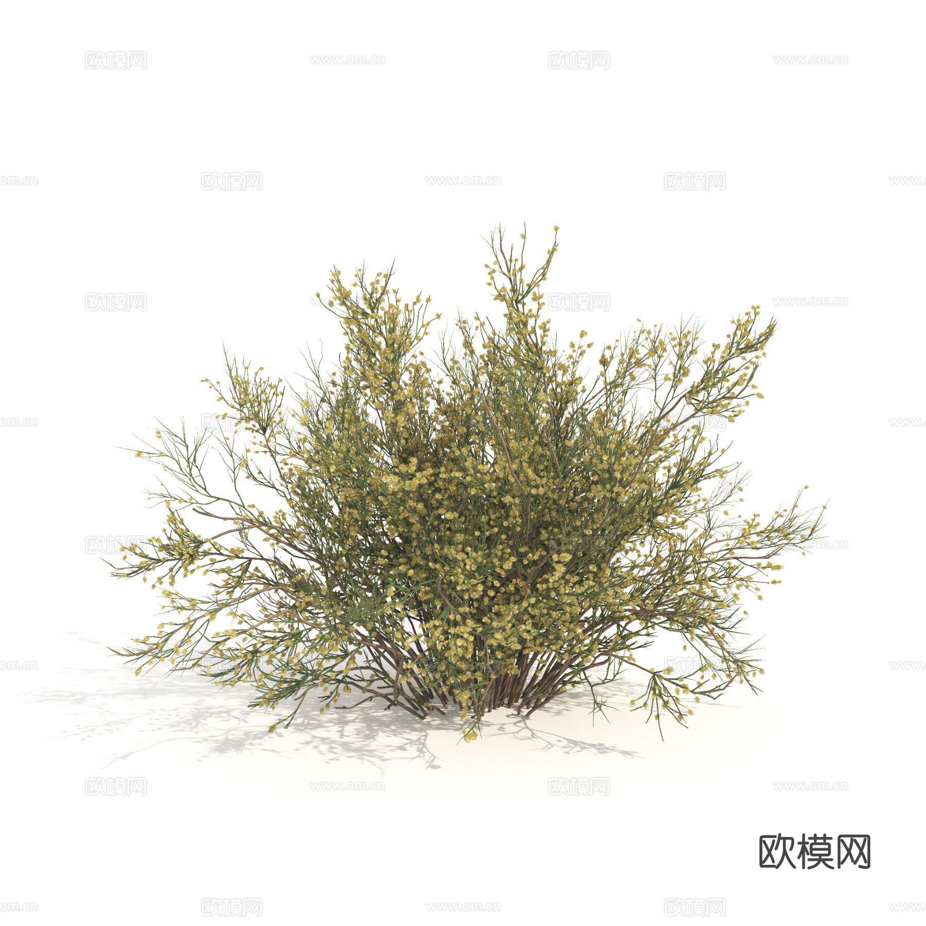 植物 绿植 灌木 花草3d模型