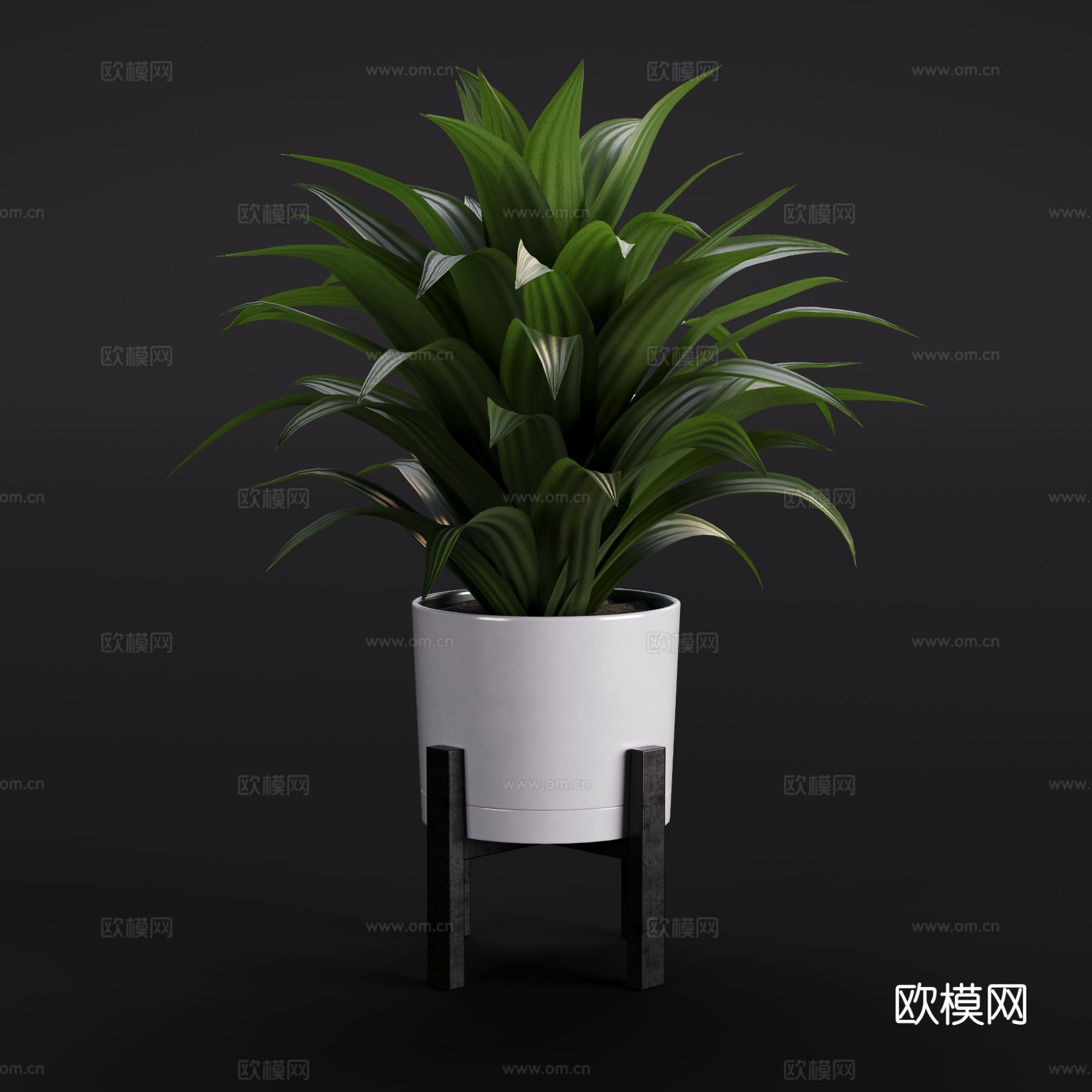 现代龙血树 绿植盆栽 室内绿植3d模型