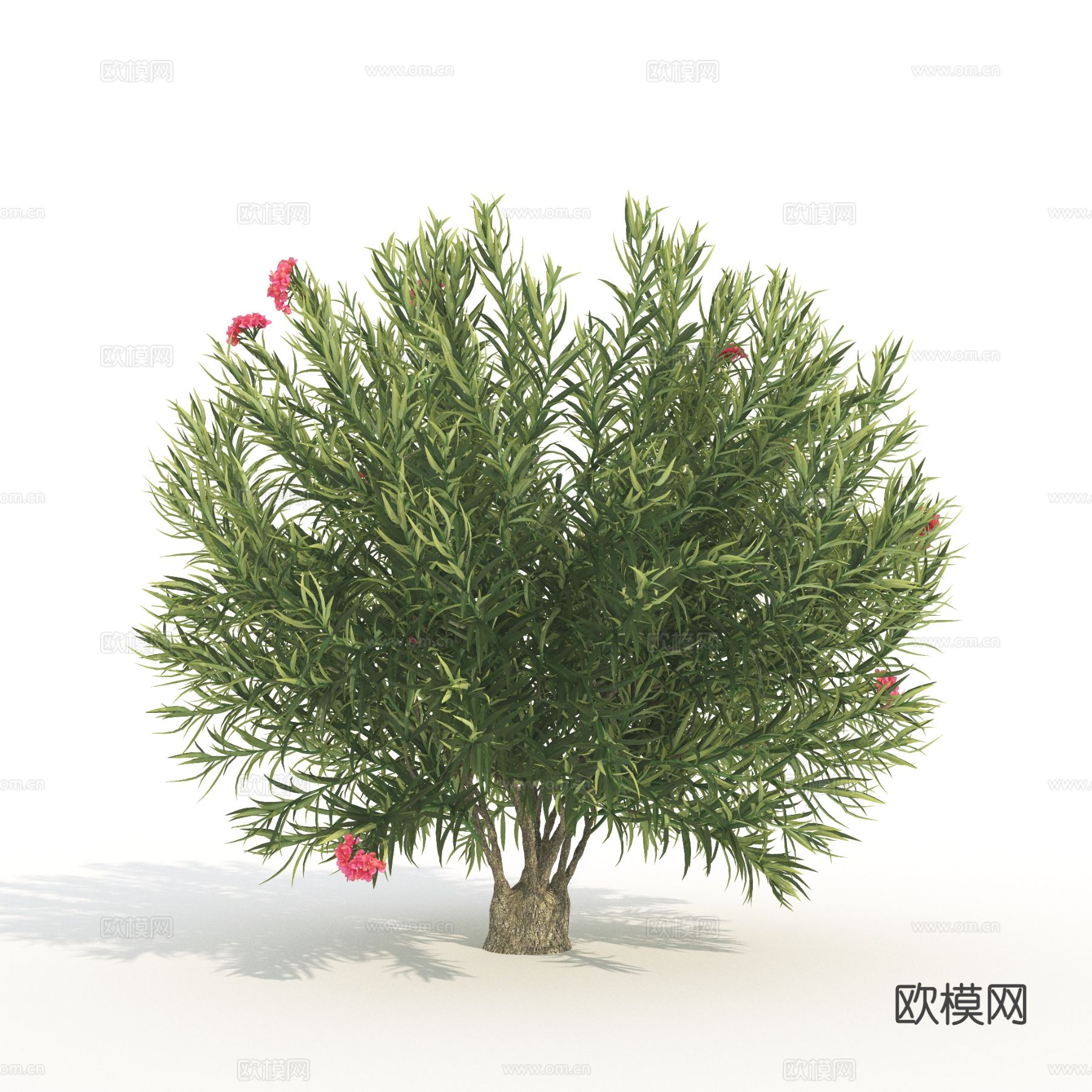 树木 花树 景观树 植物3d模型