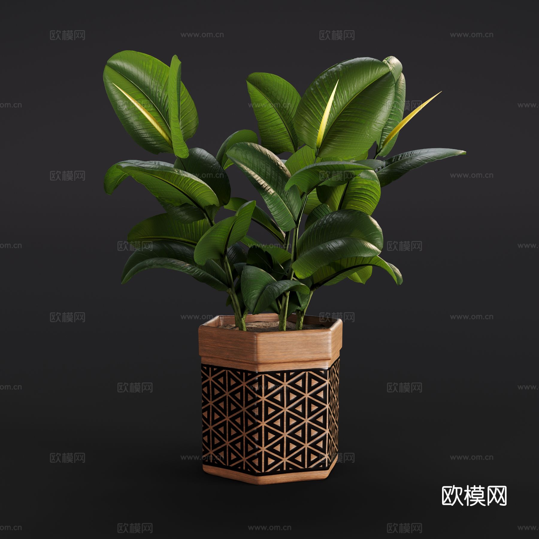 现代琴叶榕 橡皮树 橡皮榕 绿植盆栽3d模型