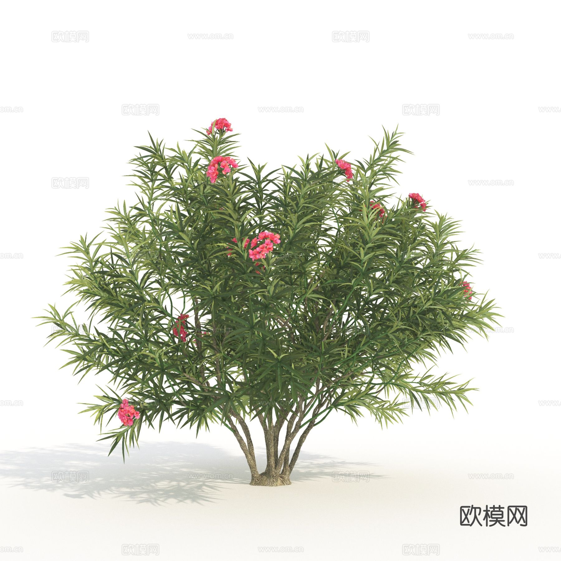 树木 花树 景观树 植物3d模型