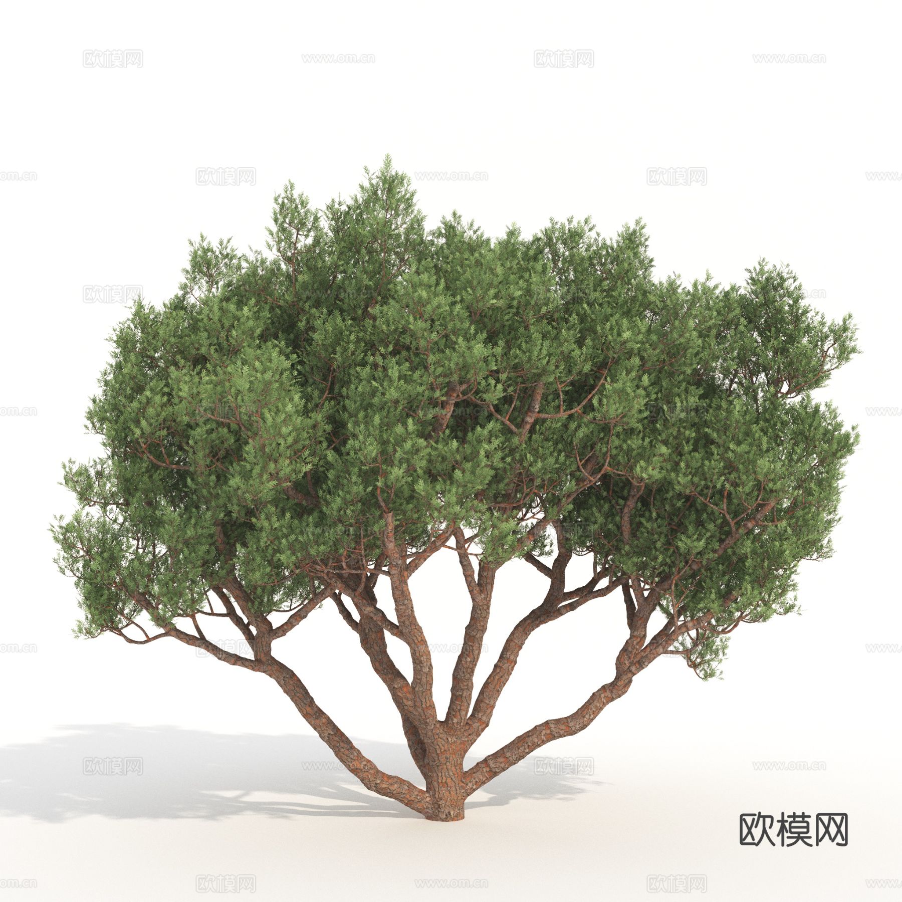 树木 景观树 植物3d模型