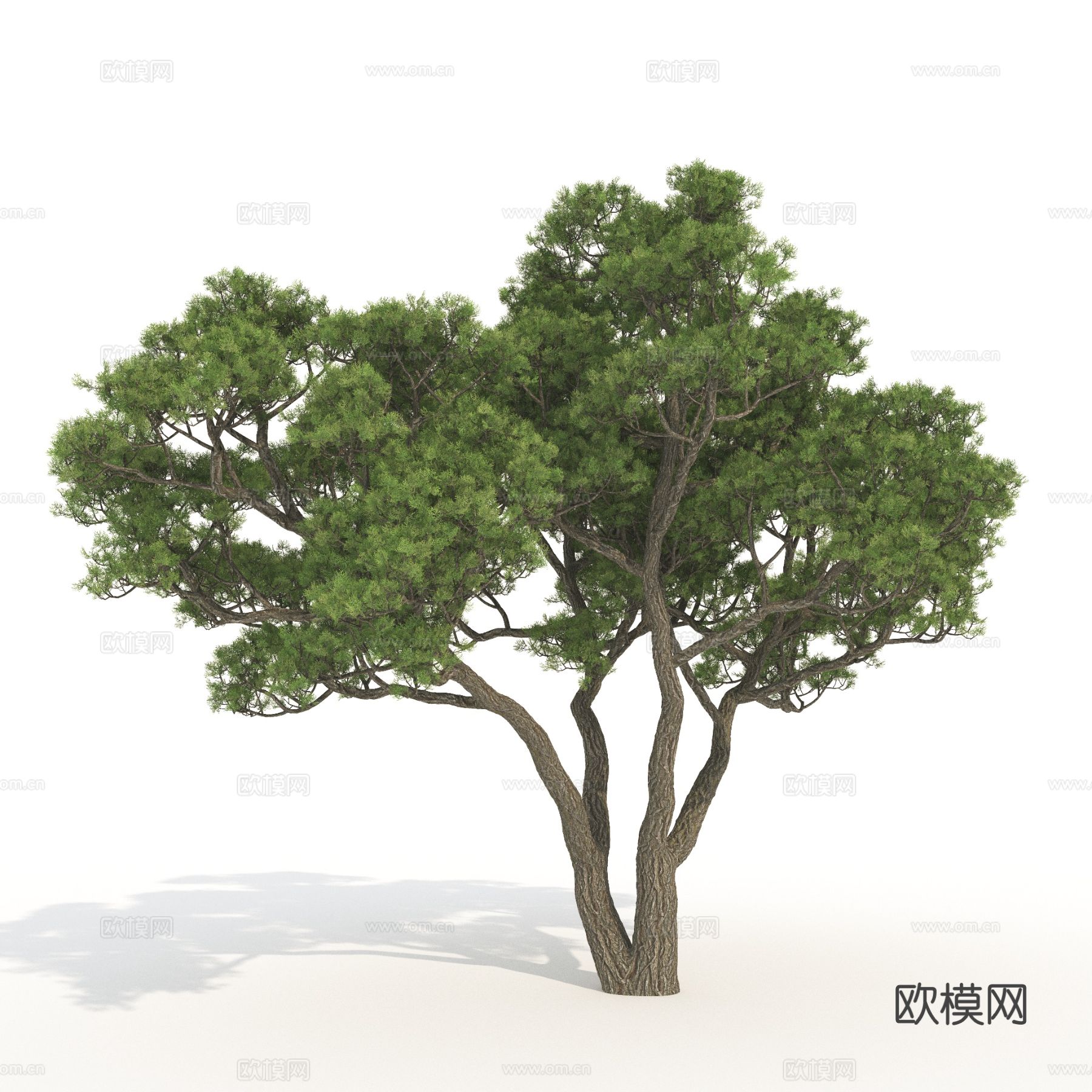 树木 景观树 植物3d模型