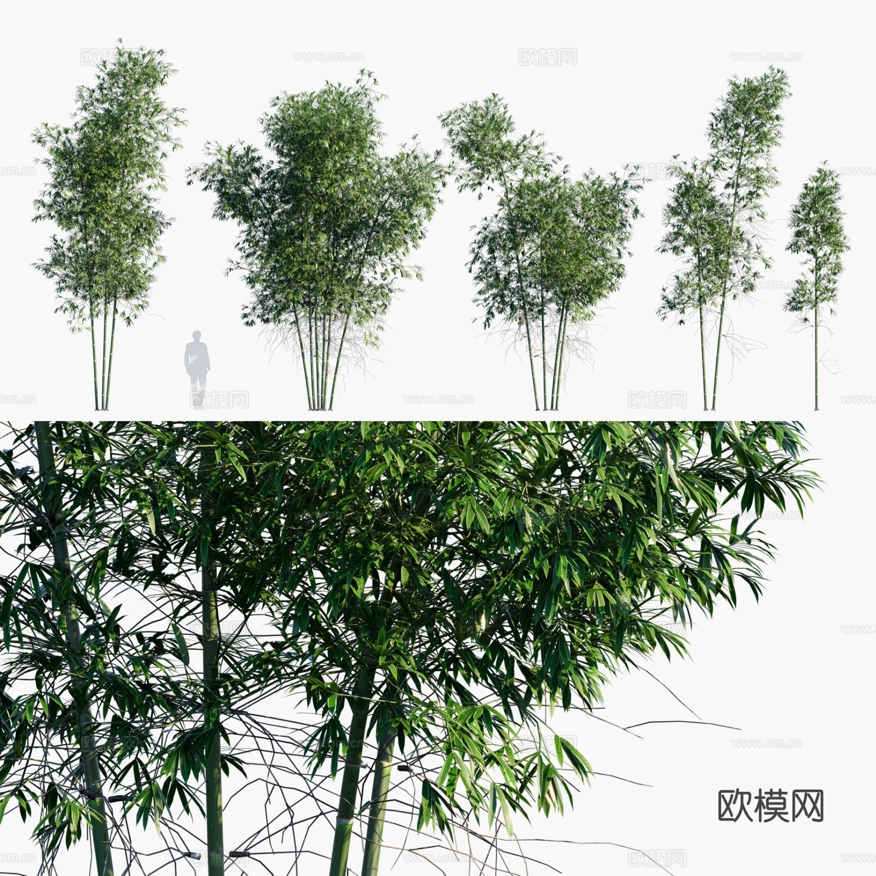 竹子 粉绿竹 斑竹 青竹3d模型下载