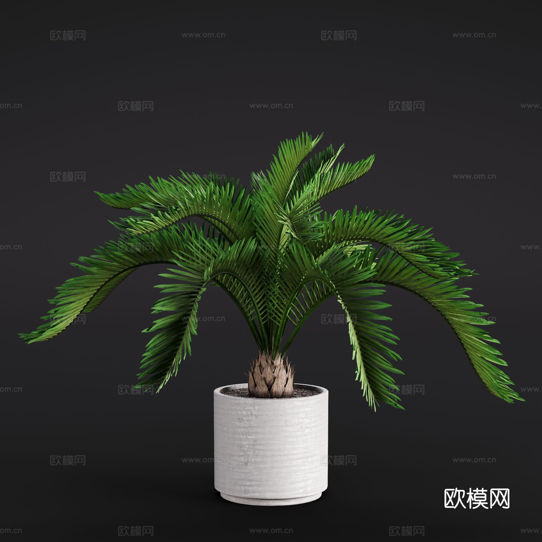 现代苏铁 绿植盆栽 室内绿植 盆景3d模型