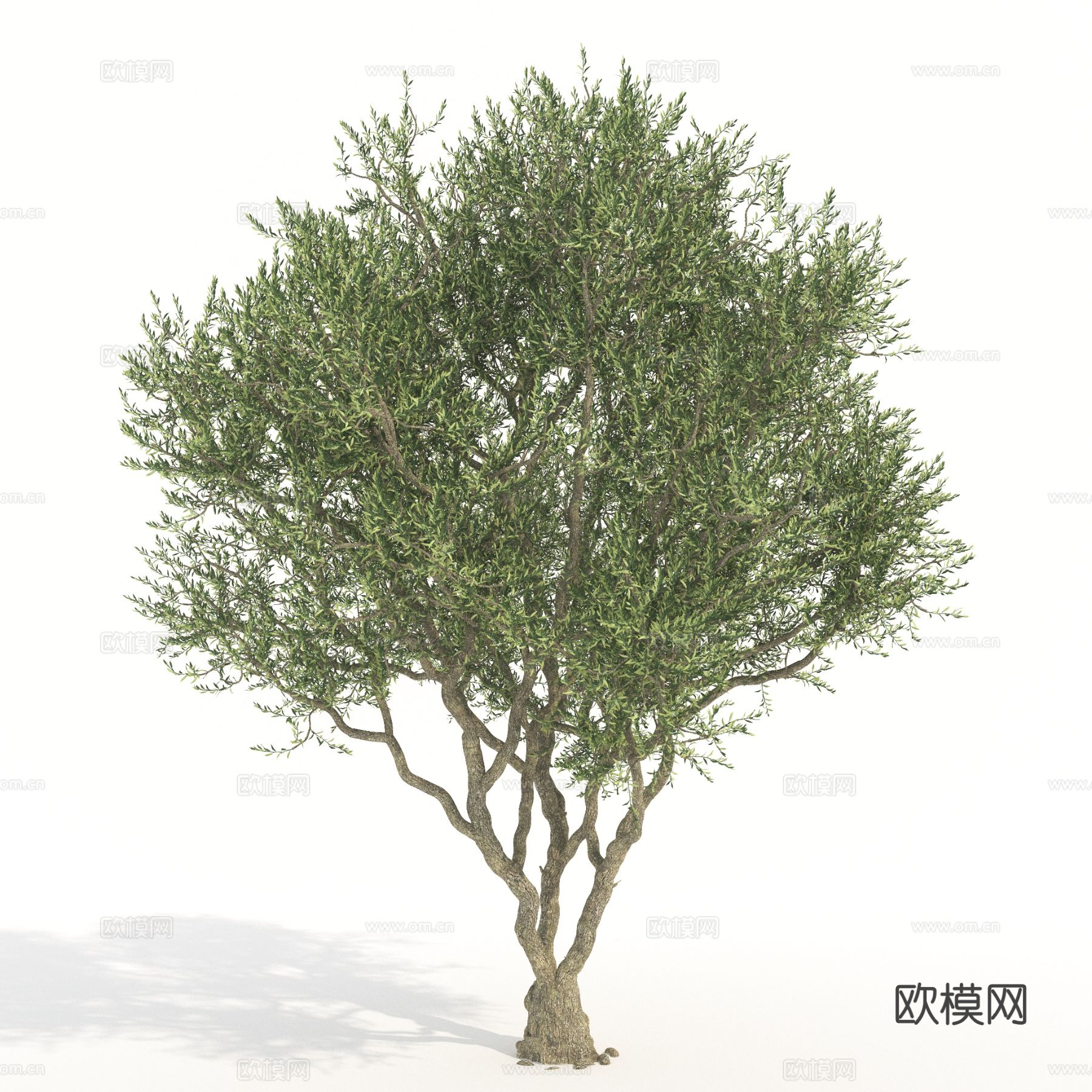 树木 景观树 植物 乔木3d模型