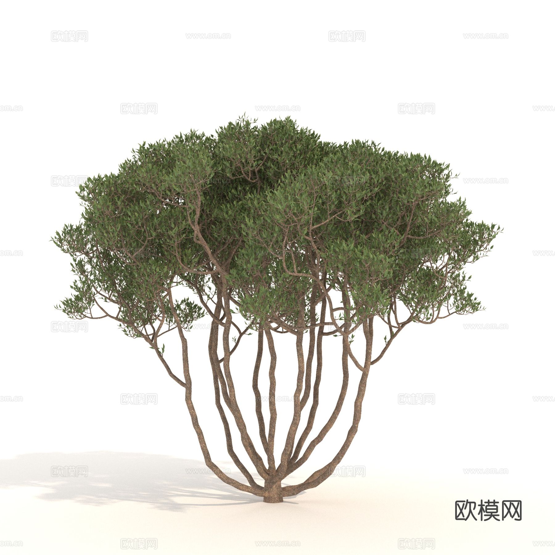 植物 树木 景观树 乔木3d模型