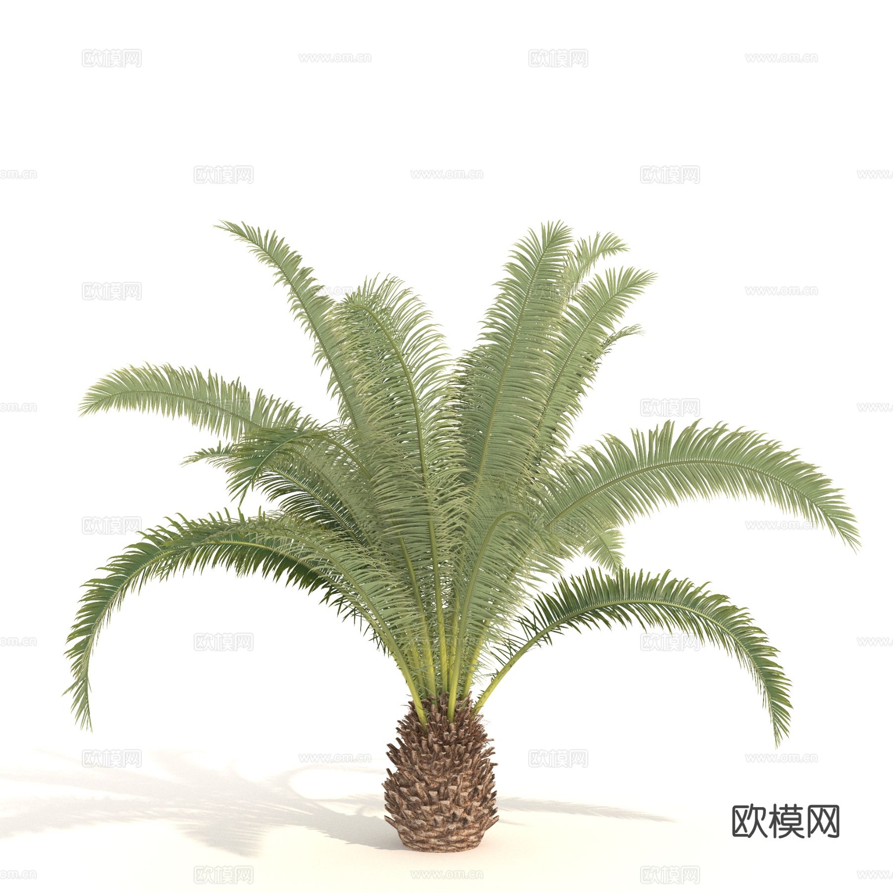 植物 树木 热带树 棕榈树 热带灌木3d模型