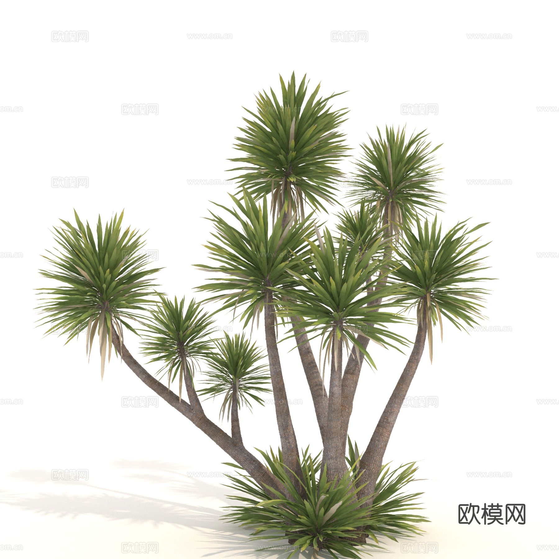 植物 树木 景观树 乔木3d模型