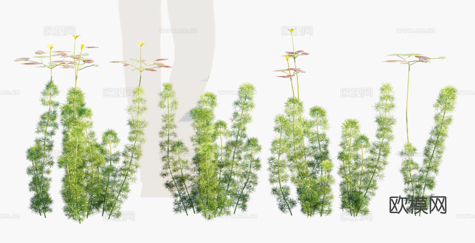 植物 灌木 花草3d模型