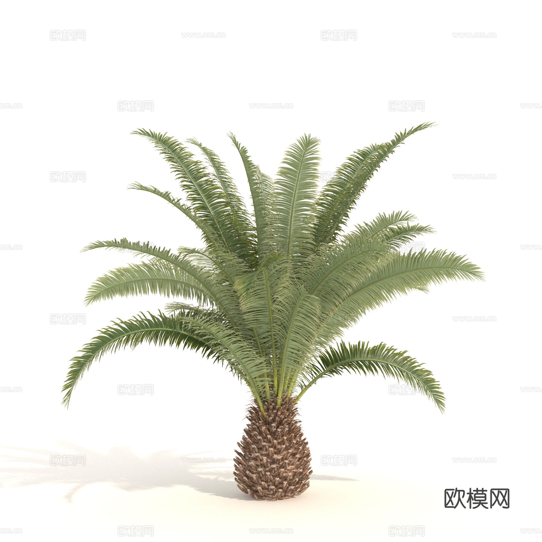 植物 树木 热带树 棕榈树 热带灌木3d模型