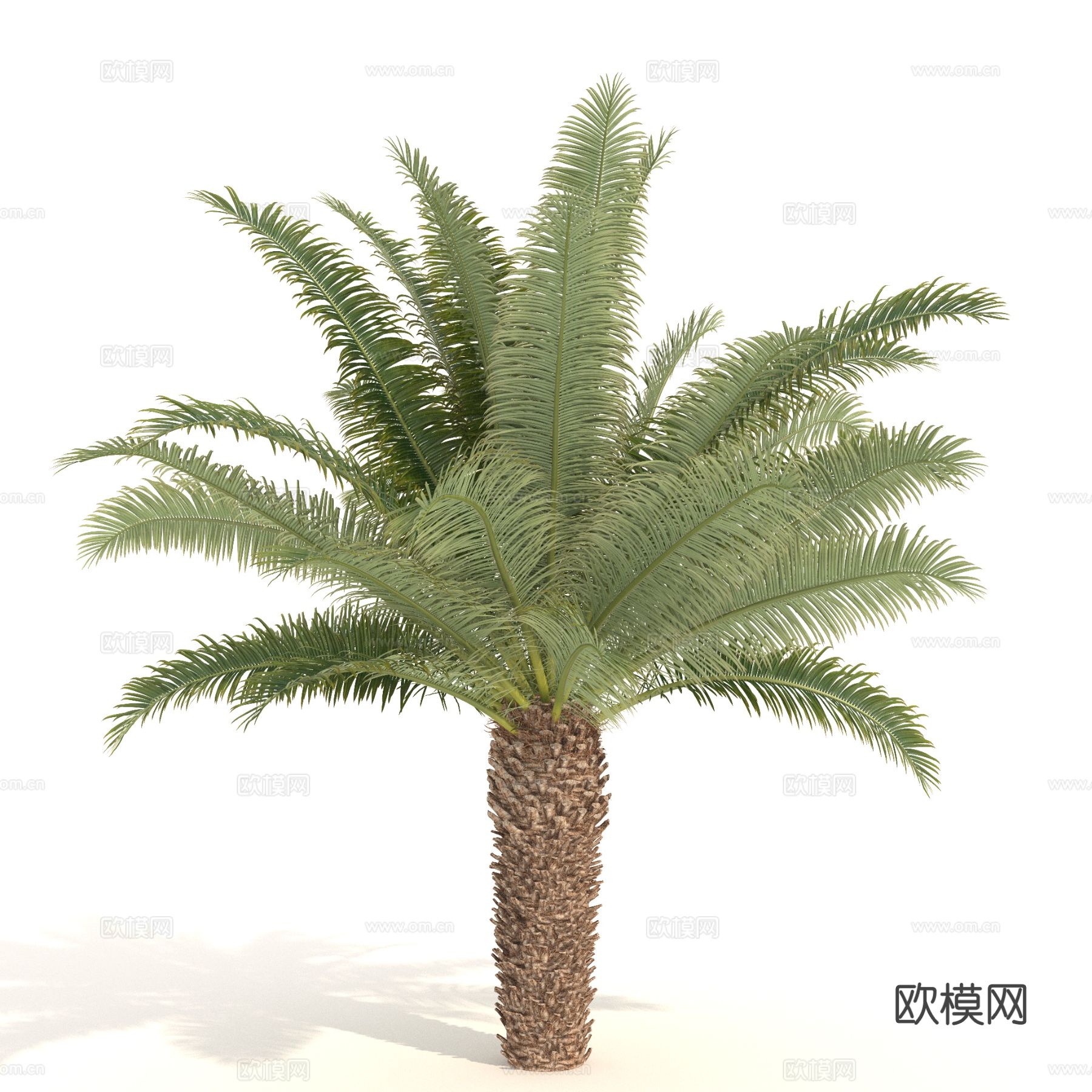 植物 树木 热带树 棕榈树 热带灌木3d模型