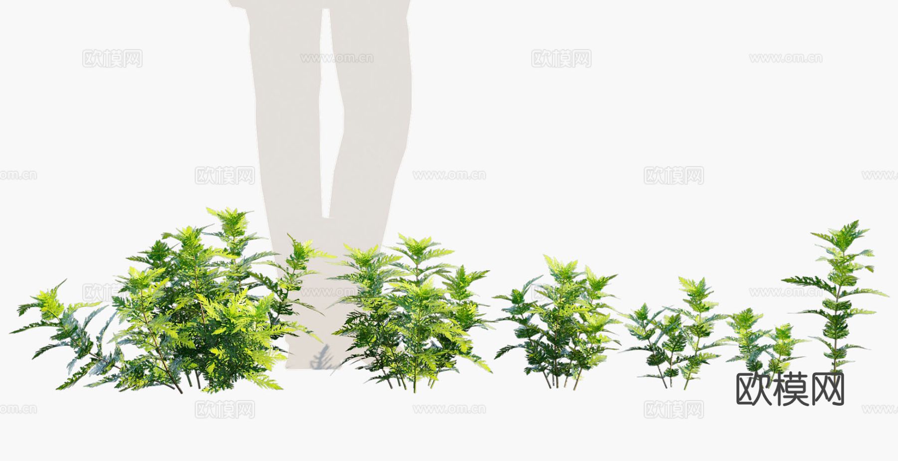 植物 灌木 花草3d模型