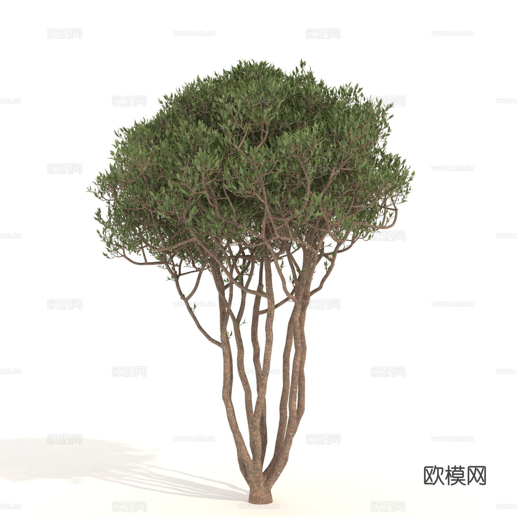 植物 树木 景观树 乔木3d模型