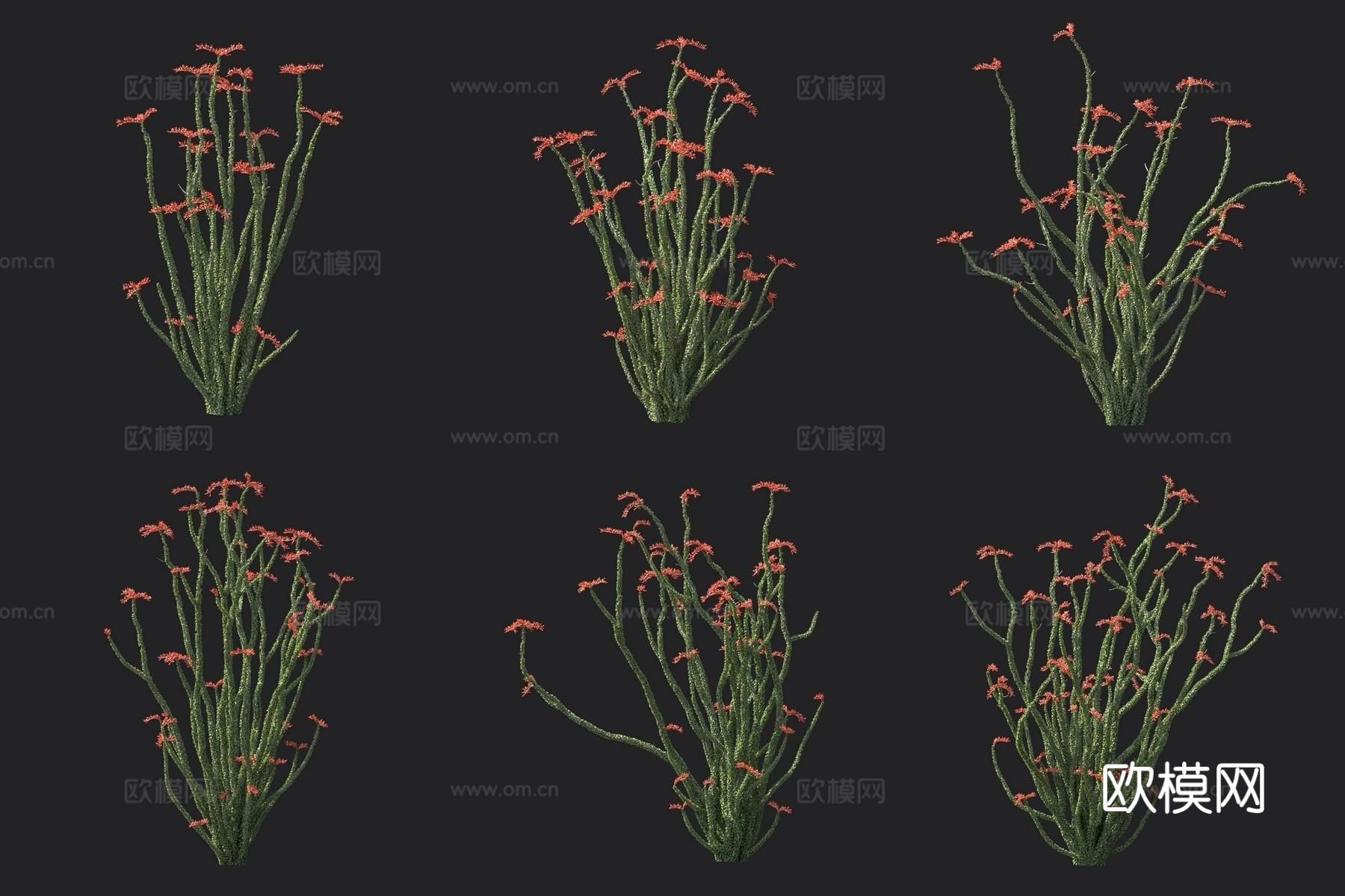 富桂树 蜡烛木 花草3d模型