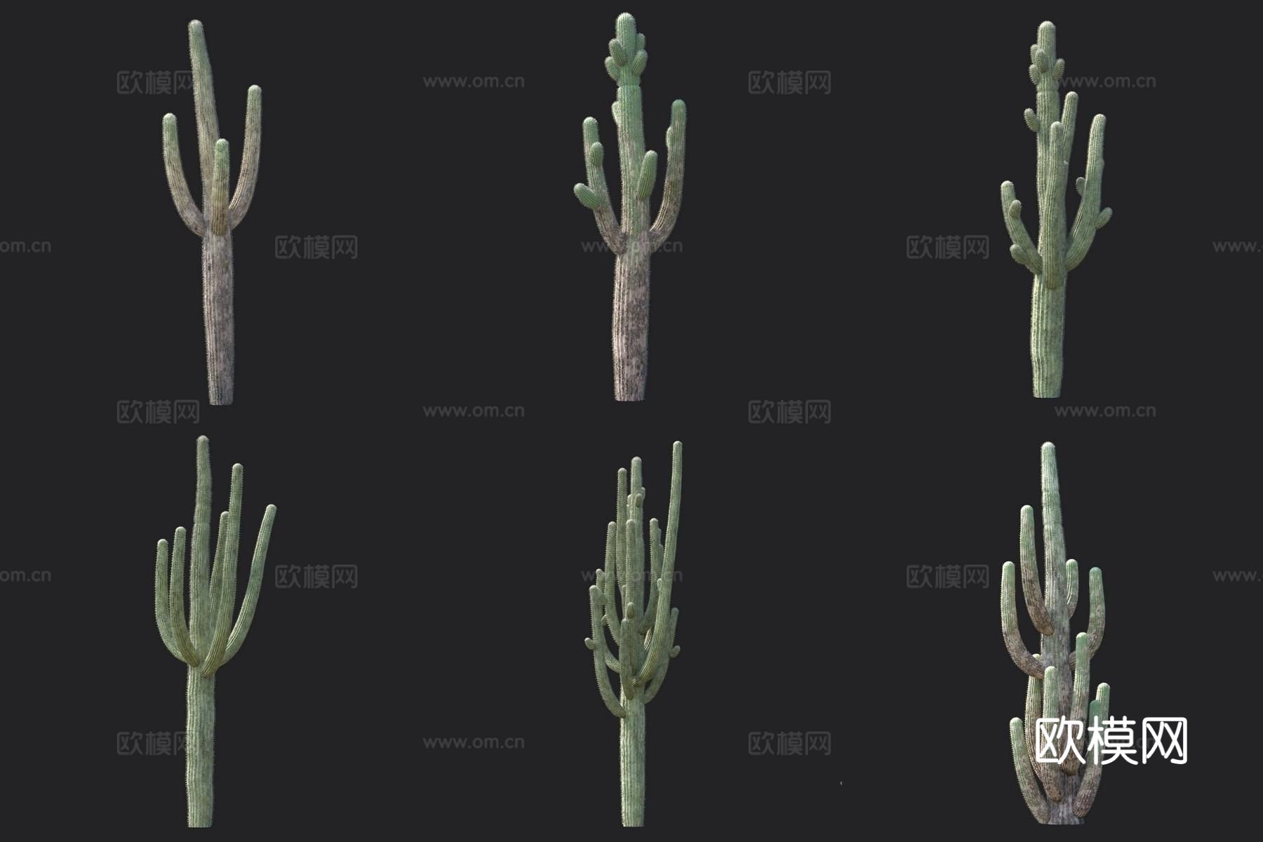 仙人掌 灌木3d模型下载