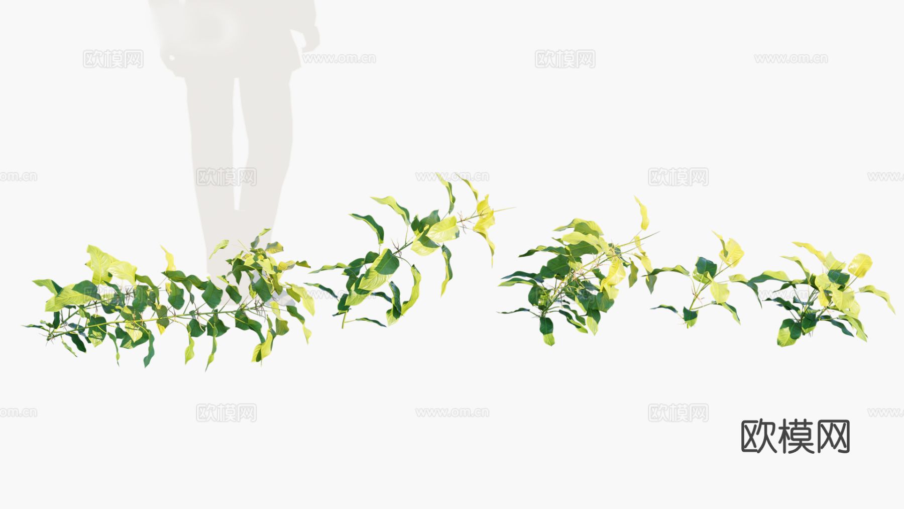 植物 花草 花卉 灌木3d模型