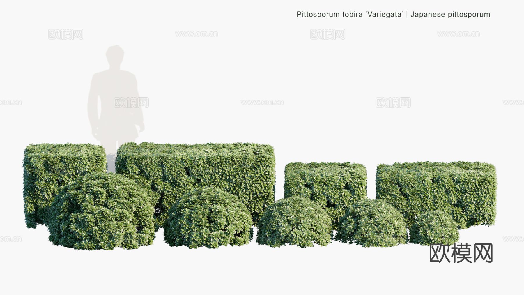 景观植物 灌木 绿篱 树篱3d模型