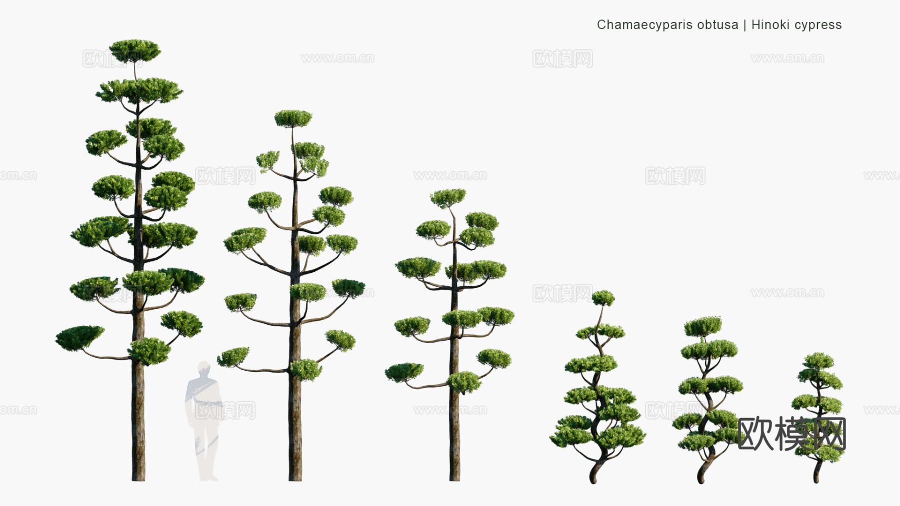 景观植物 灌木 绿篱 树篱 景观灌木3d模型