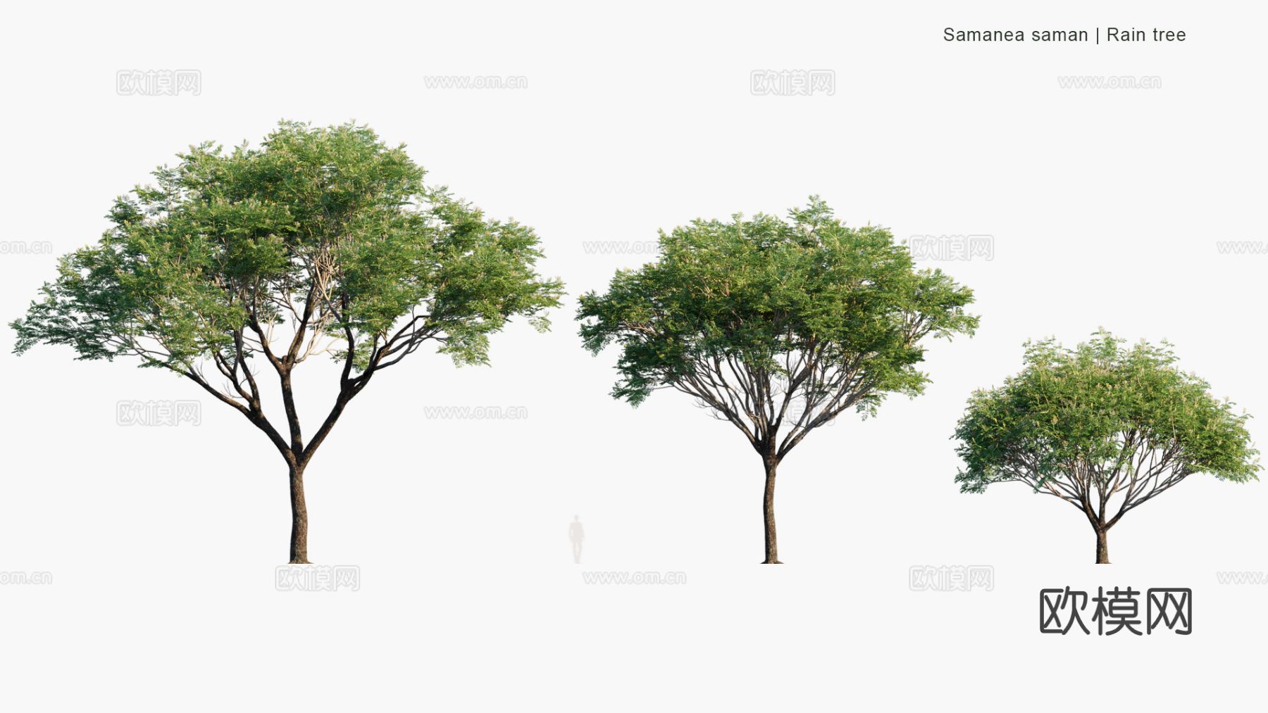 现代景观树 乔木 灌木 道路树 行道树 大树3d模型