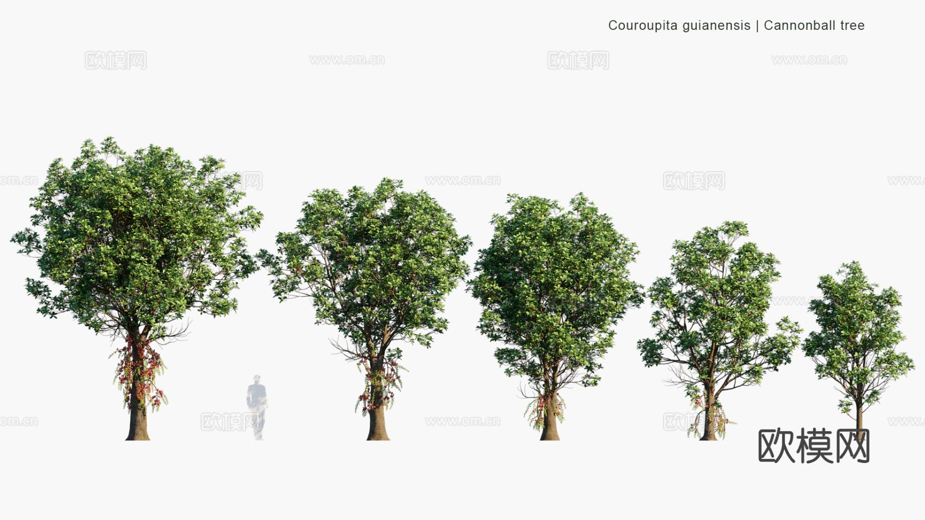 现代景观树 乔木 道路树 行道树 大树3d模型