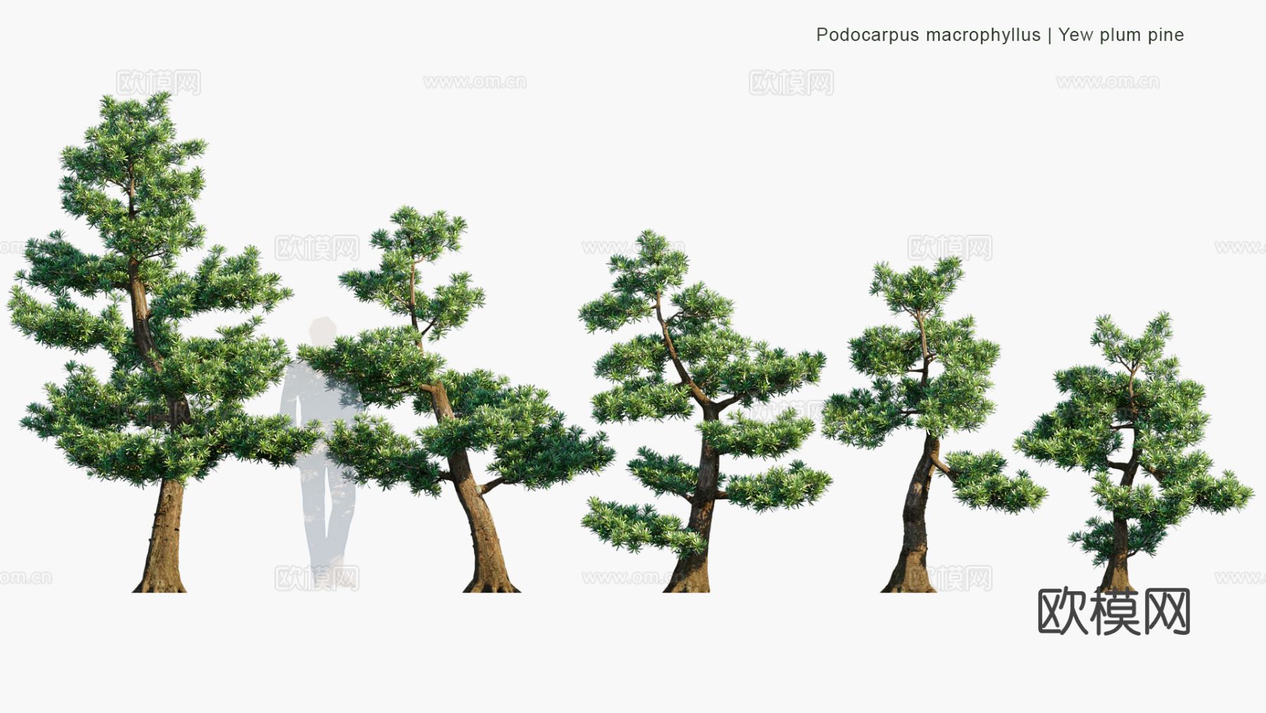 景观植物 灌木 绿篱 树篱 景观树 道路树3d模型