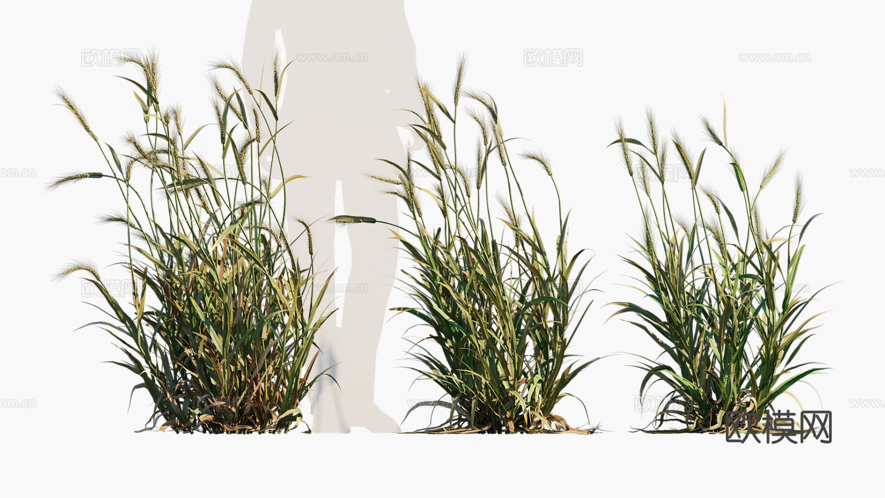 农作物 大麦 麦子3d模型下载