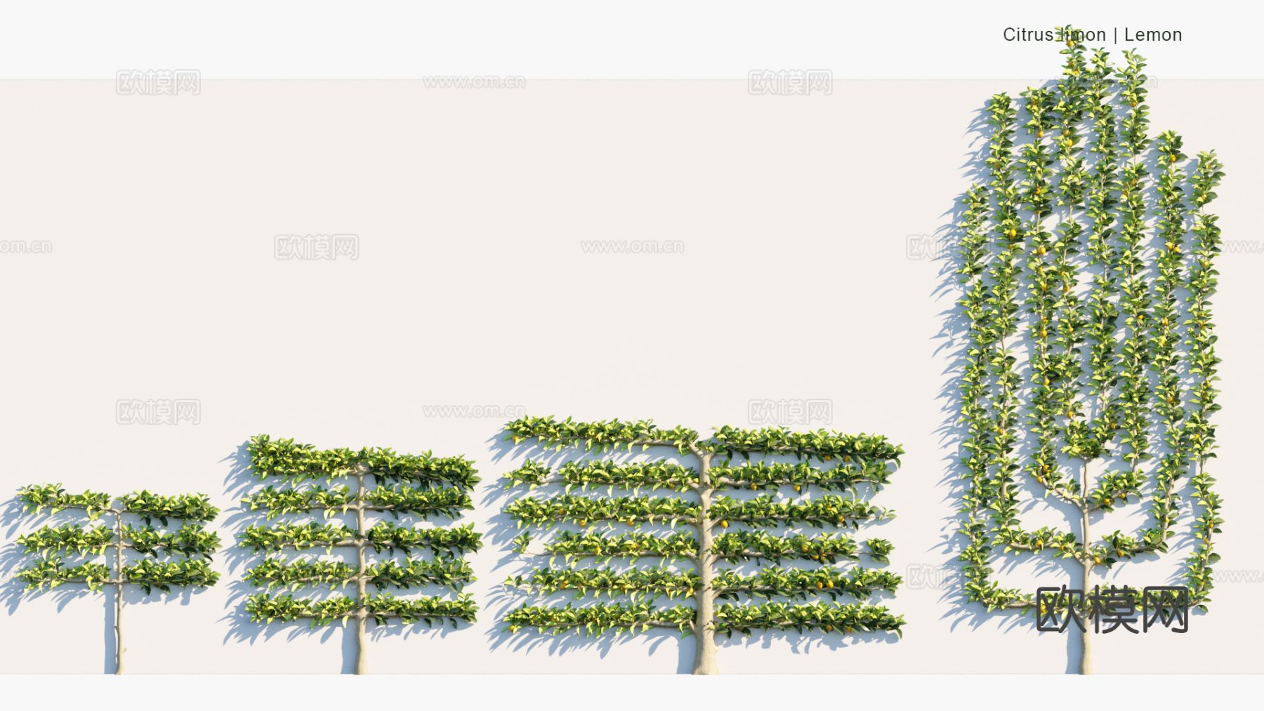 景观植物 灌木 绿篱 树篱 爬藤灌木3d模型