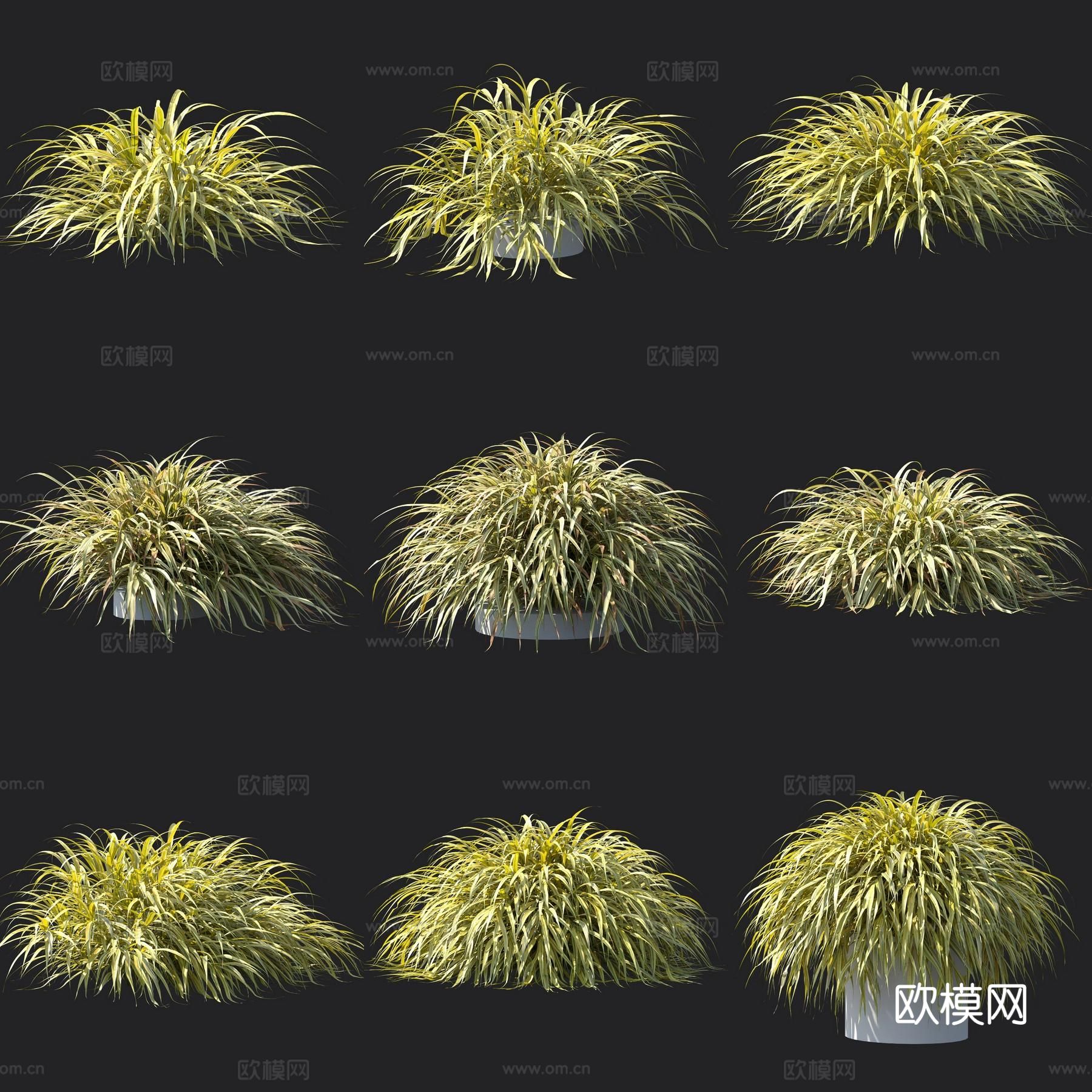 金叶箱根草 观赏草 花草3d模型