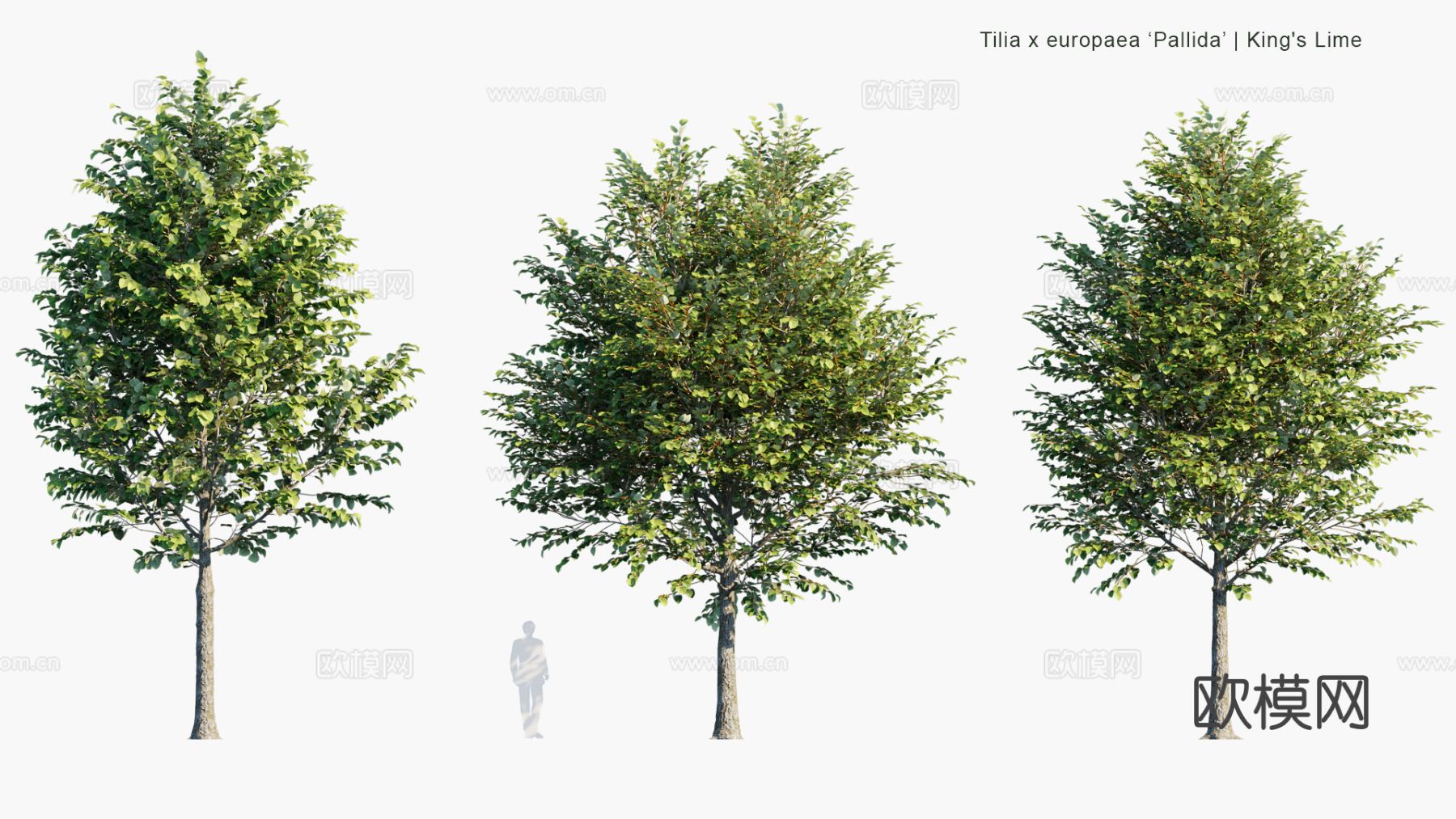 现代景观树 乔木 灌木 道路树 行道树 大树3d模型